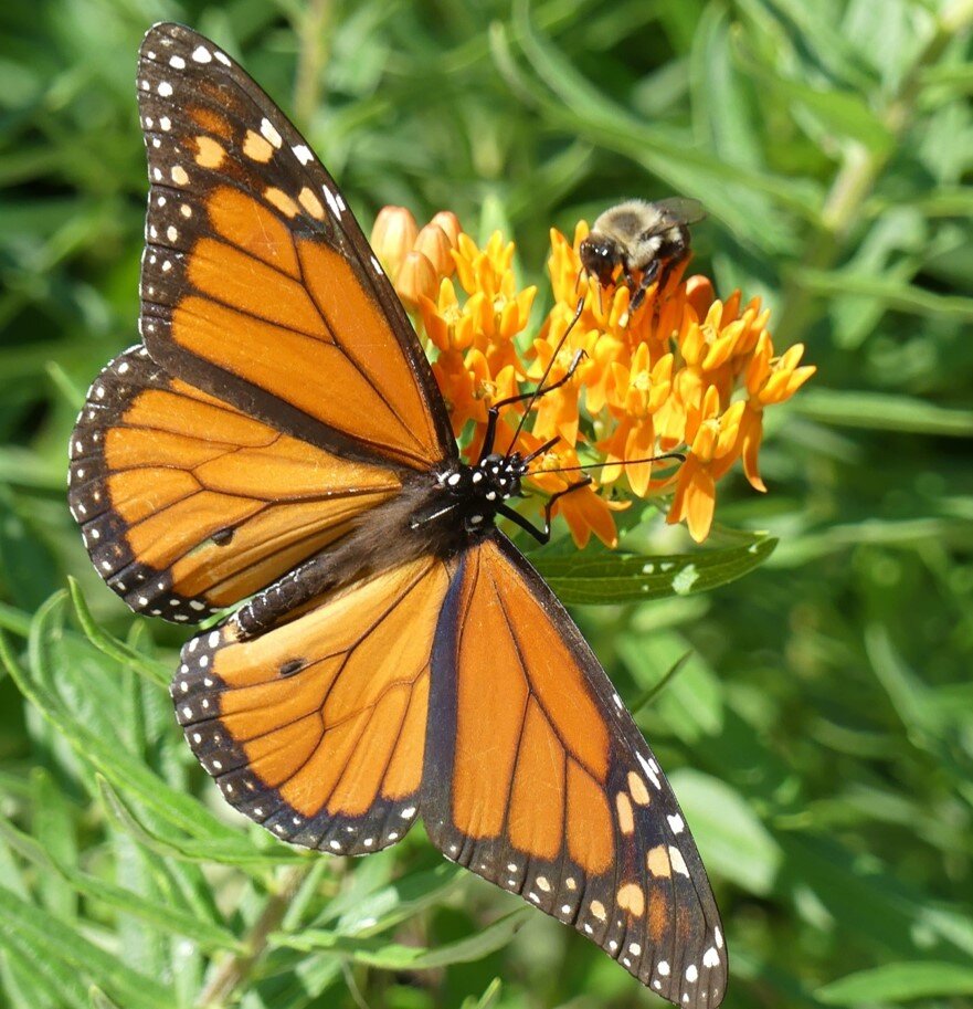 Monarch and bumblebee on    butterflyweed.jpg