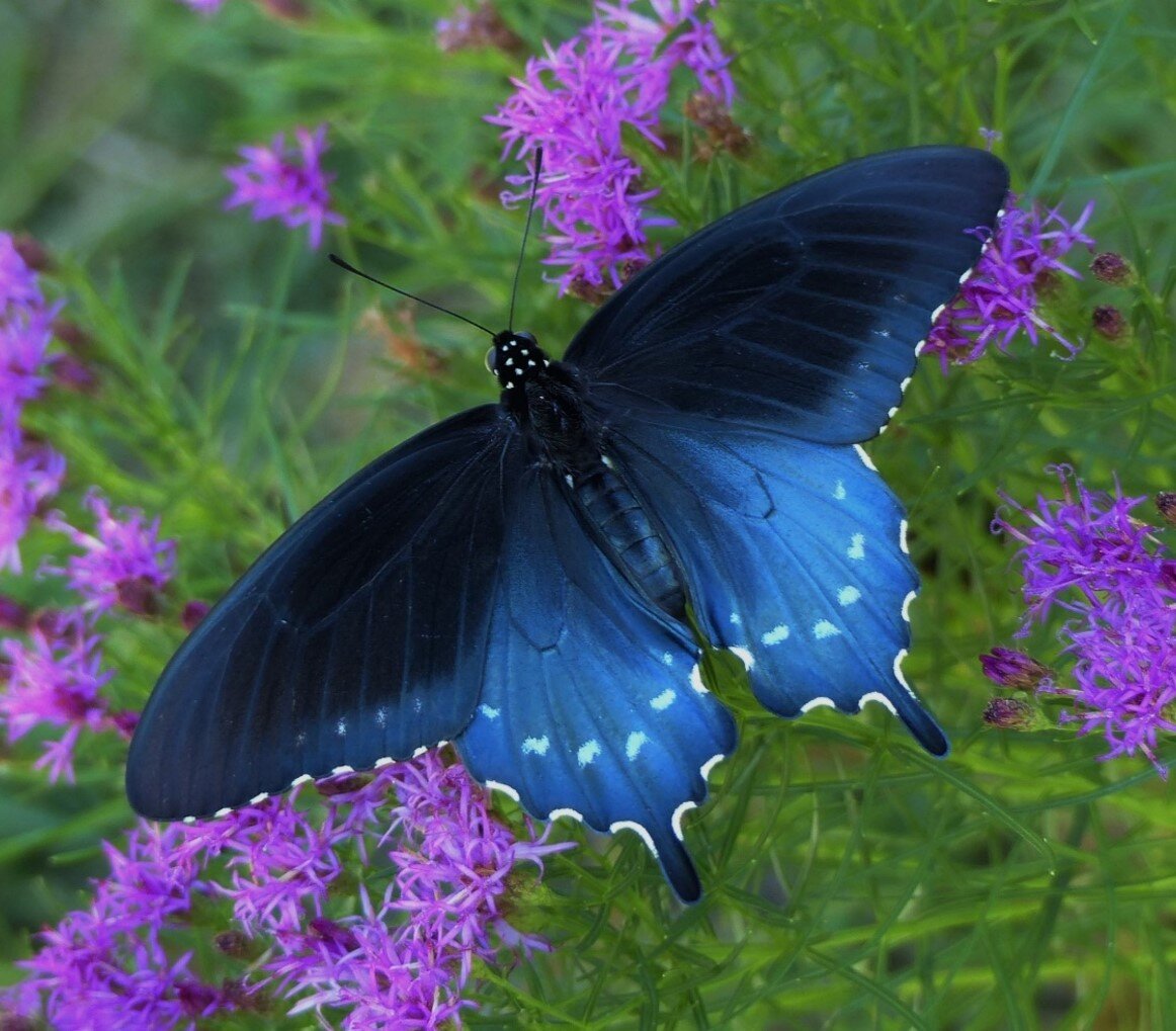 Pipevine swallowtail just    hatched.jpg