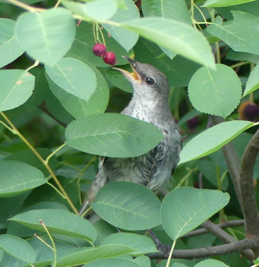 Mockingbird fledgling in   serviceberry.jpg