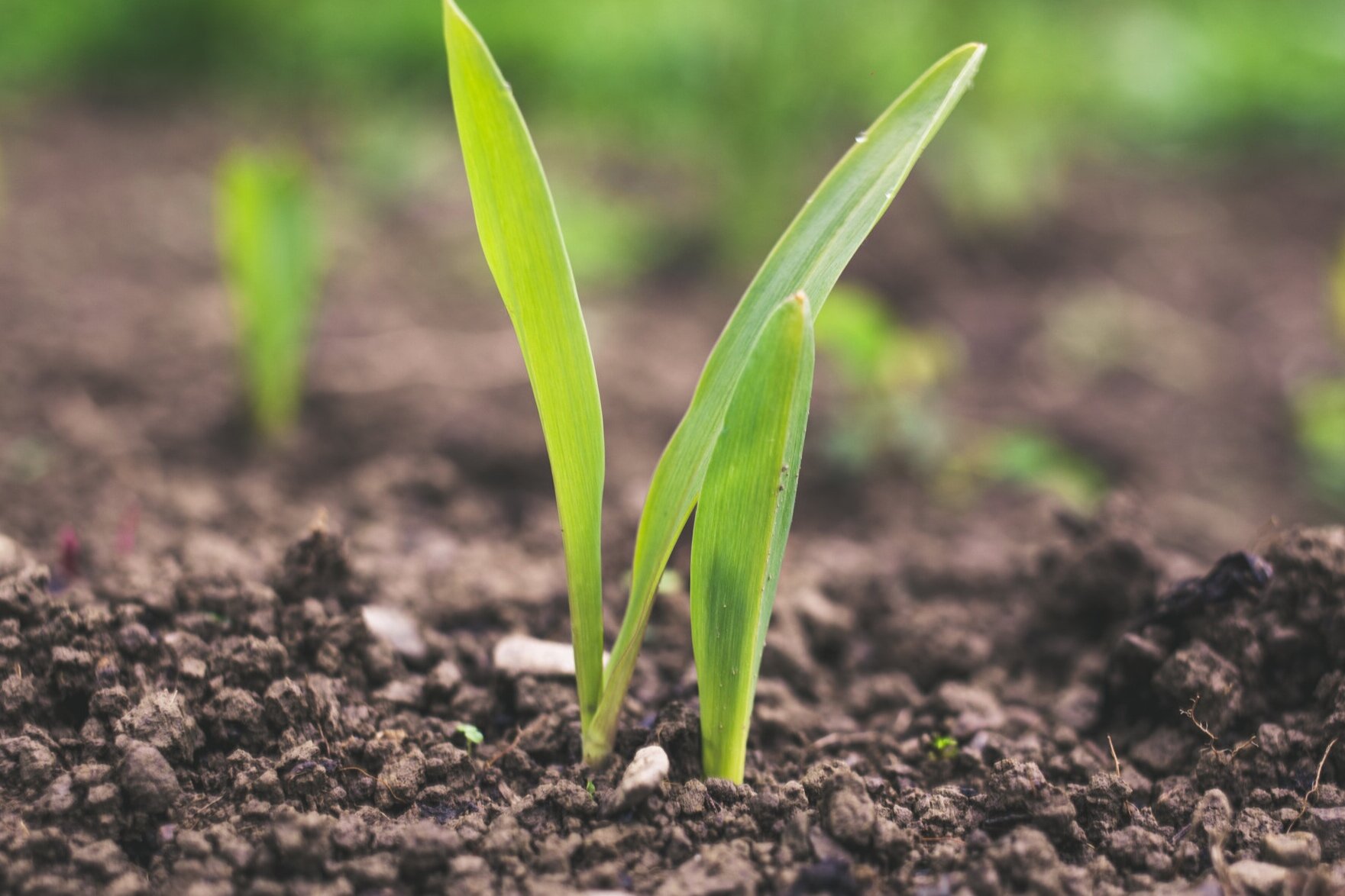 Zoom Webinar : Native Pairings From Earth to Sky