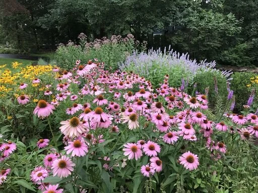 PetrowGardens_Echinacea_Meadow_preview.jpeg