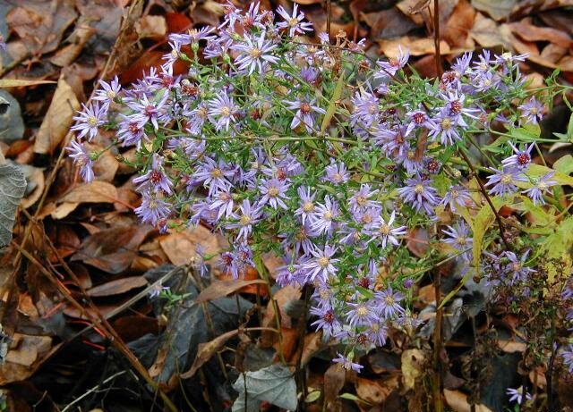 blue-wood-aster_orig.jpg