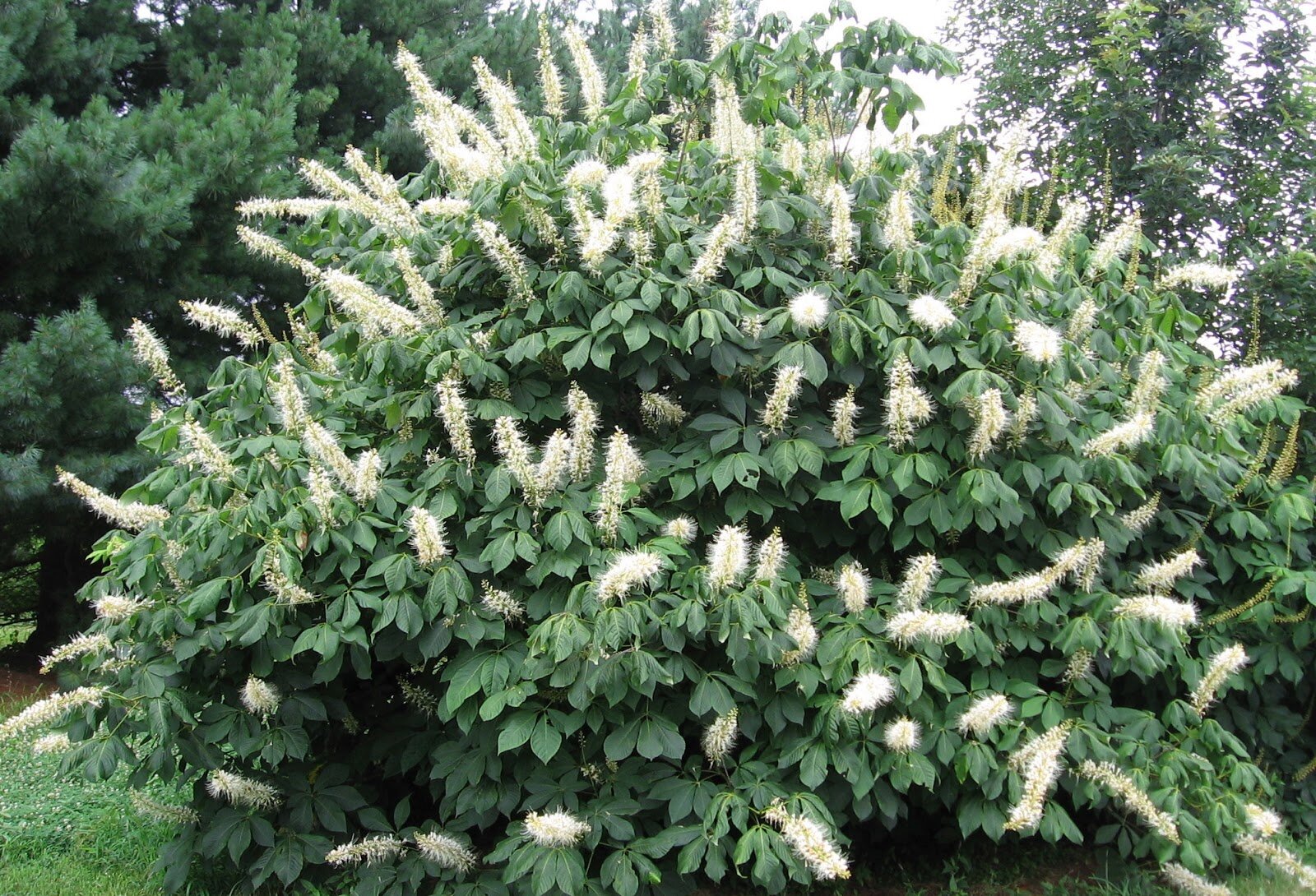 bottlebrush buckeye.jpg