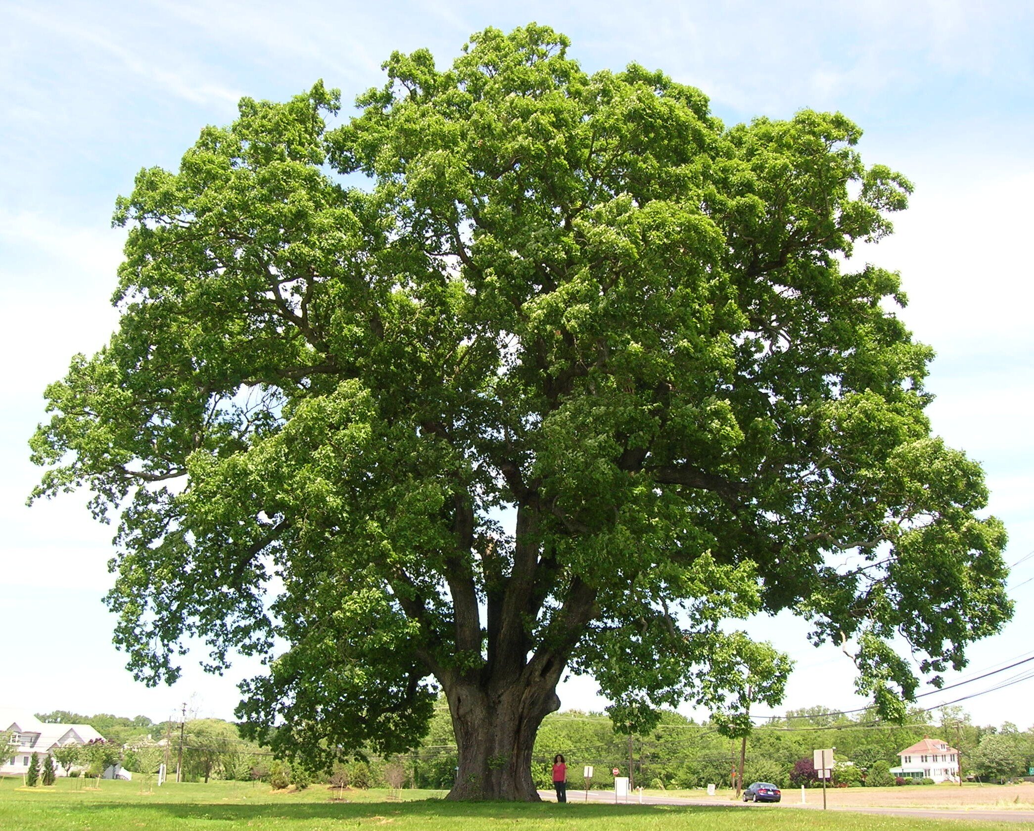 white oak.jpg