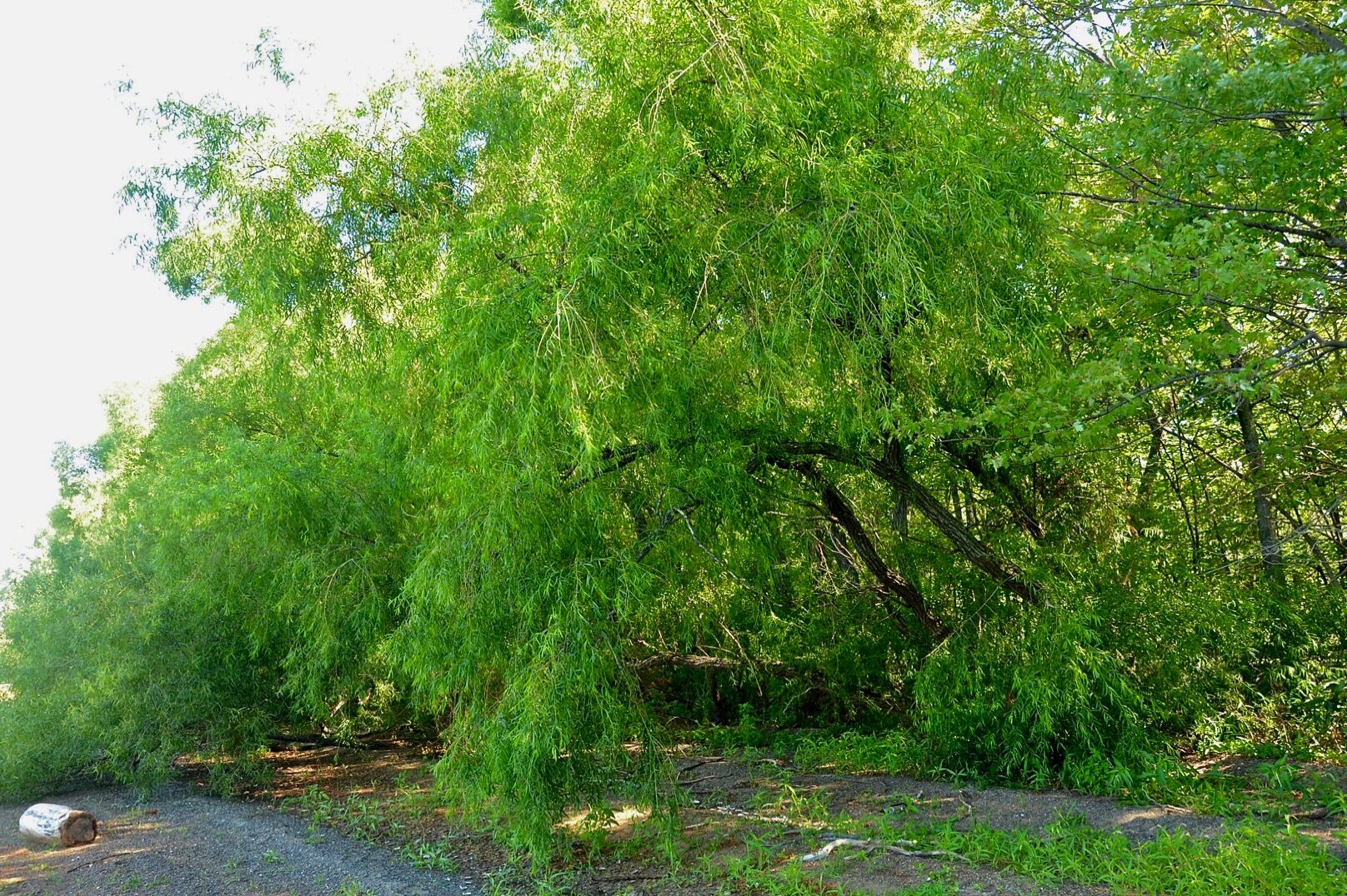 Black Willow Tree (Salix nigra)