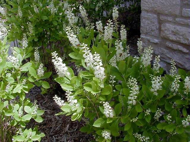 Summersweet, Sweet Pepperbush Shrub (Clethera alnifolia)
