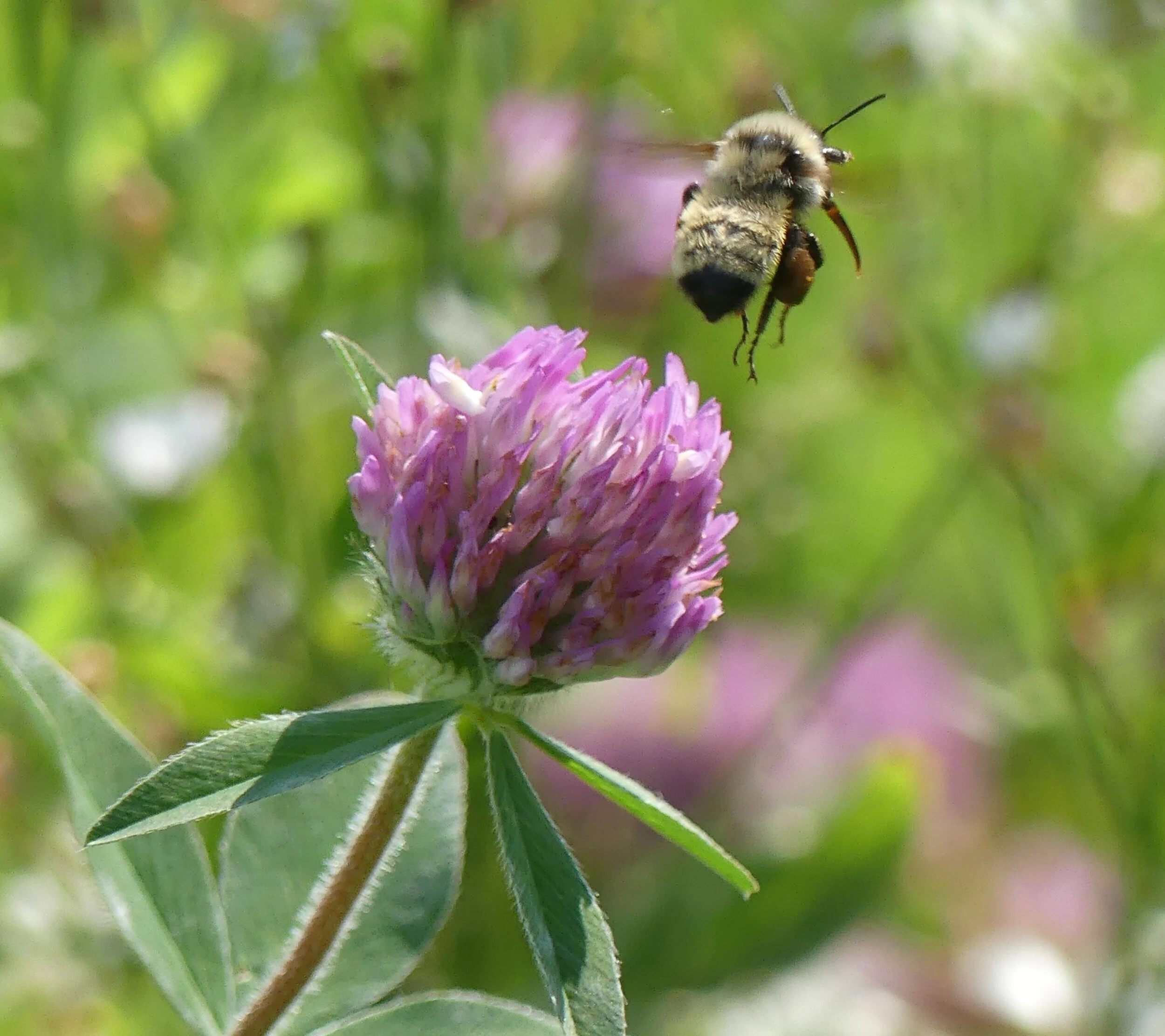 Online Talk: How to Bring Back Biodiversity to Your Yard and Gardens