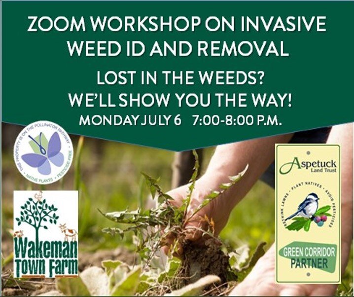 Winning the War on Invasive Plants