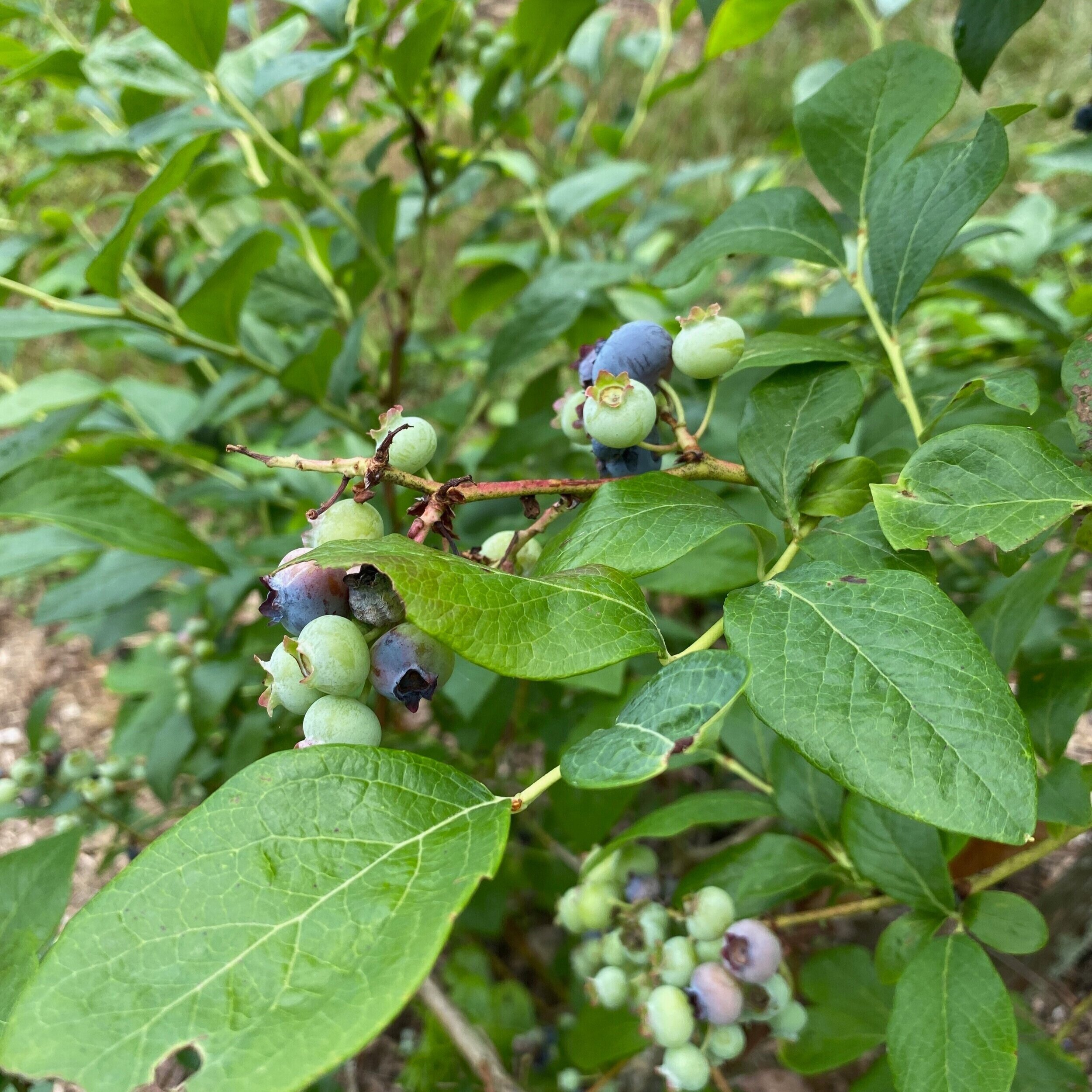 Blueberry Orchard at Trout Brook Valley — Aspetuck Land Trust