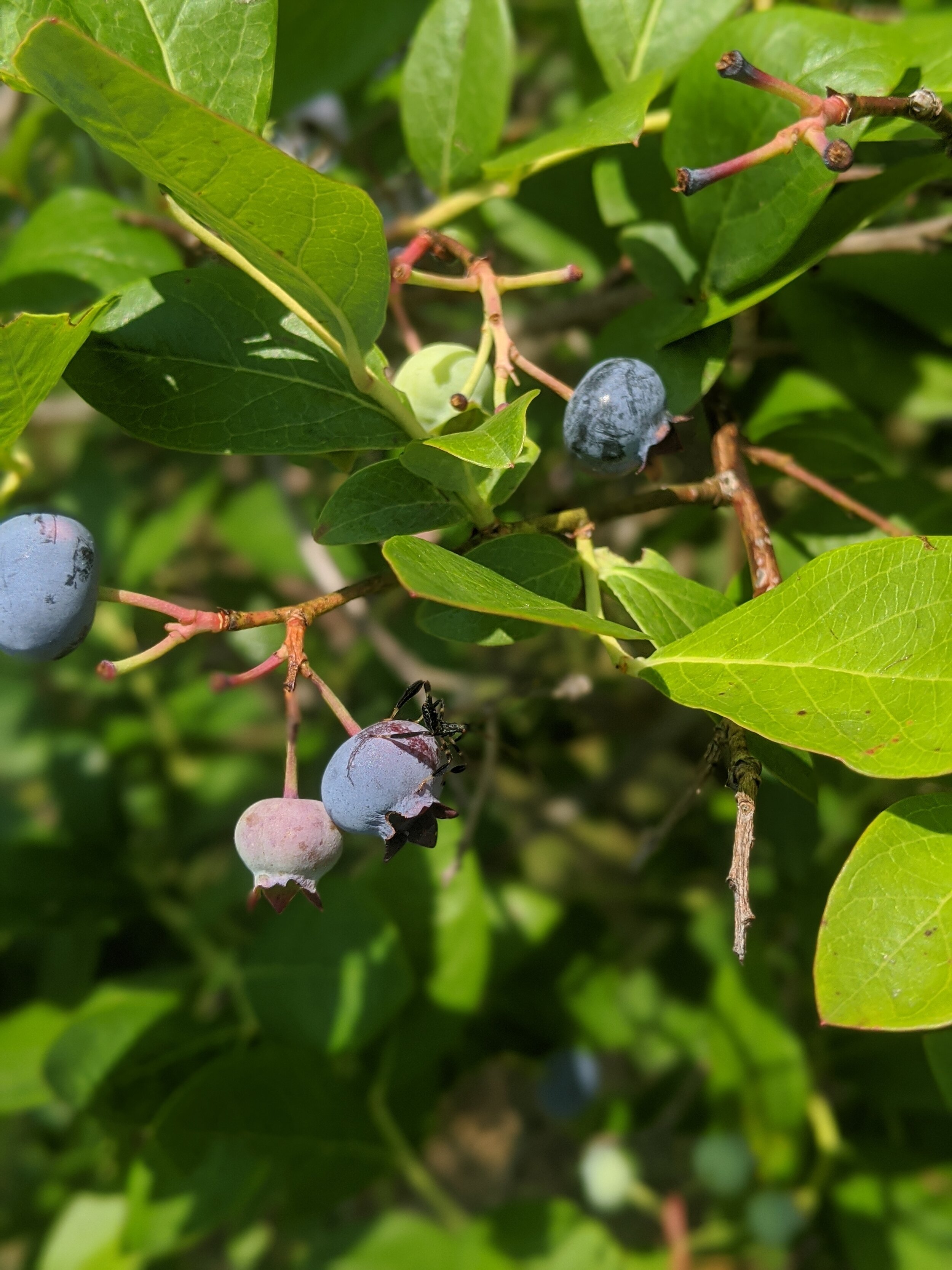 Blueberry Orchard at Trout Brook Valley — Aspetuck Land Trust