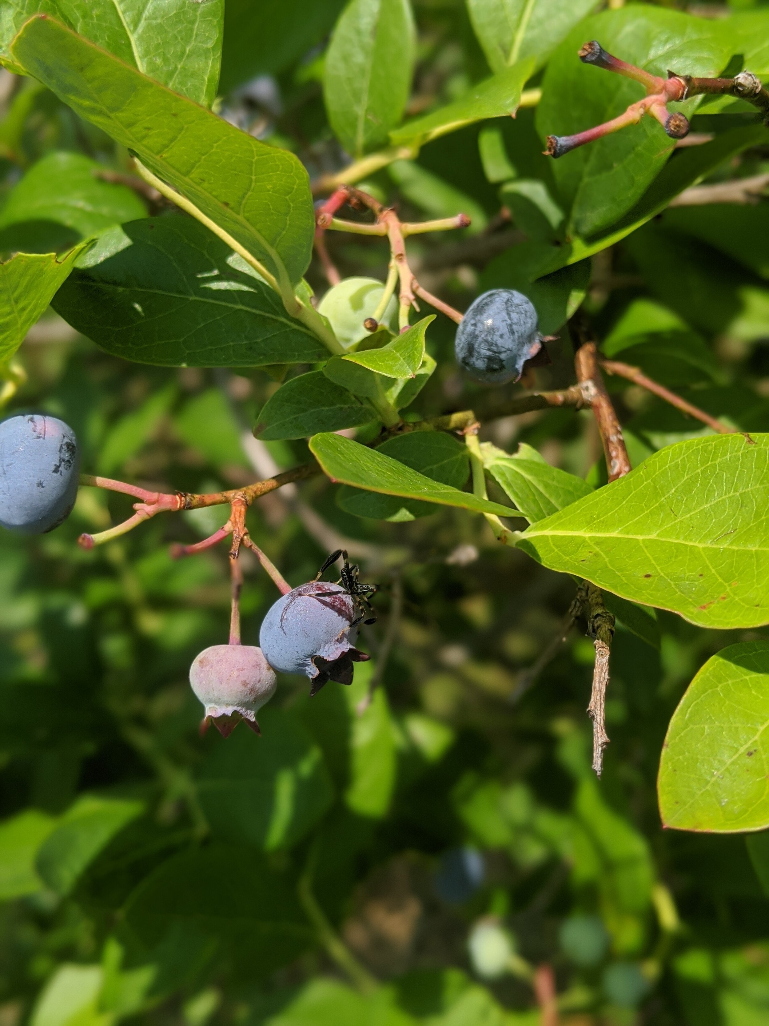 Ripe berries...