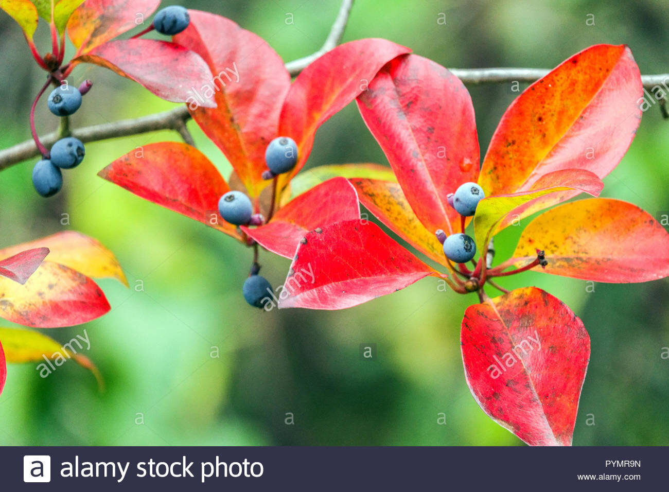 HR Tupelo nyssa-sylvatica-autumn-tupelo-tree-black-gum-red-leaves-and-berries-PYMR9N.jpg