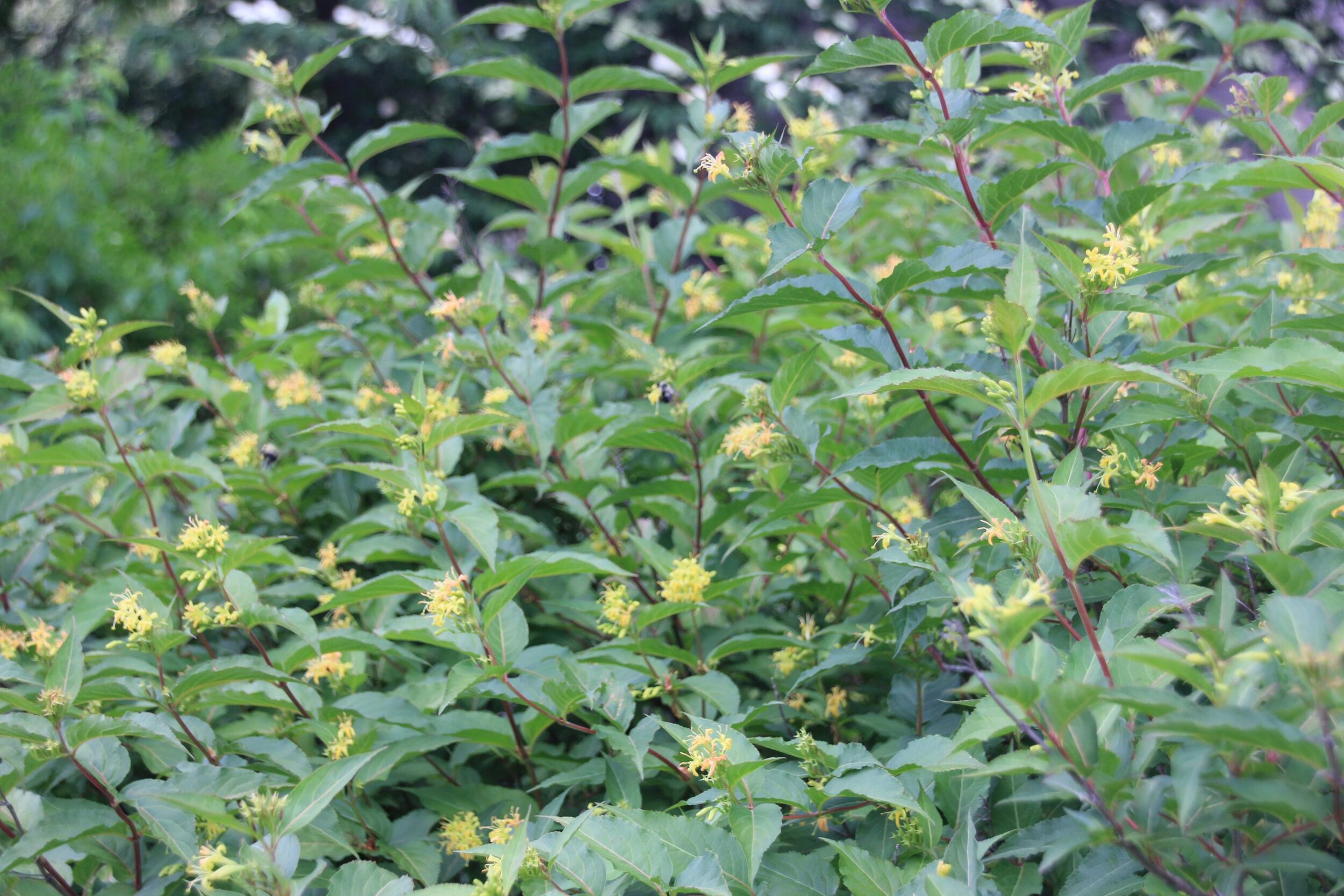 bushhoneysuckleflowers-scaled.jpg