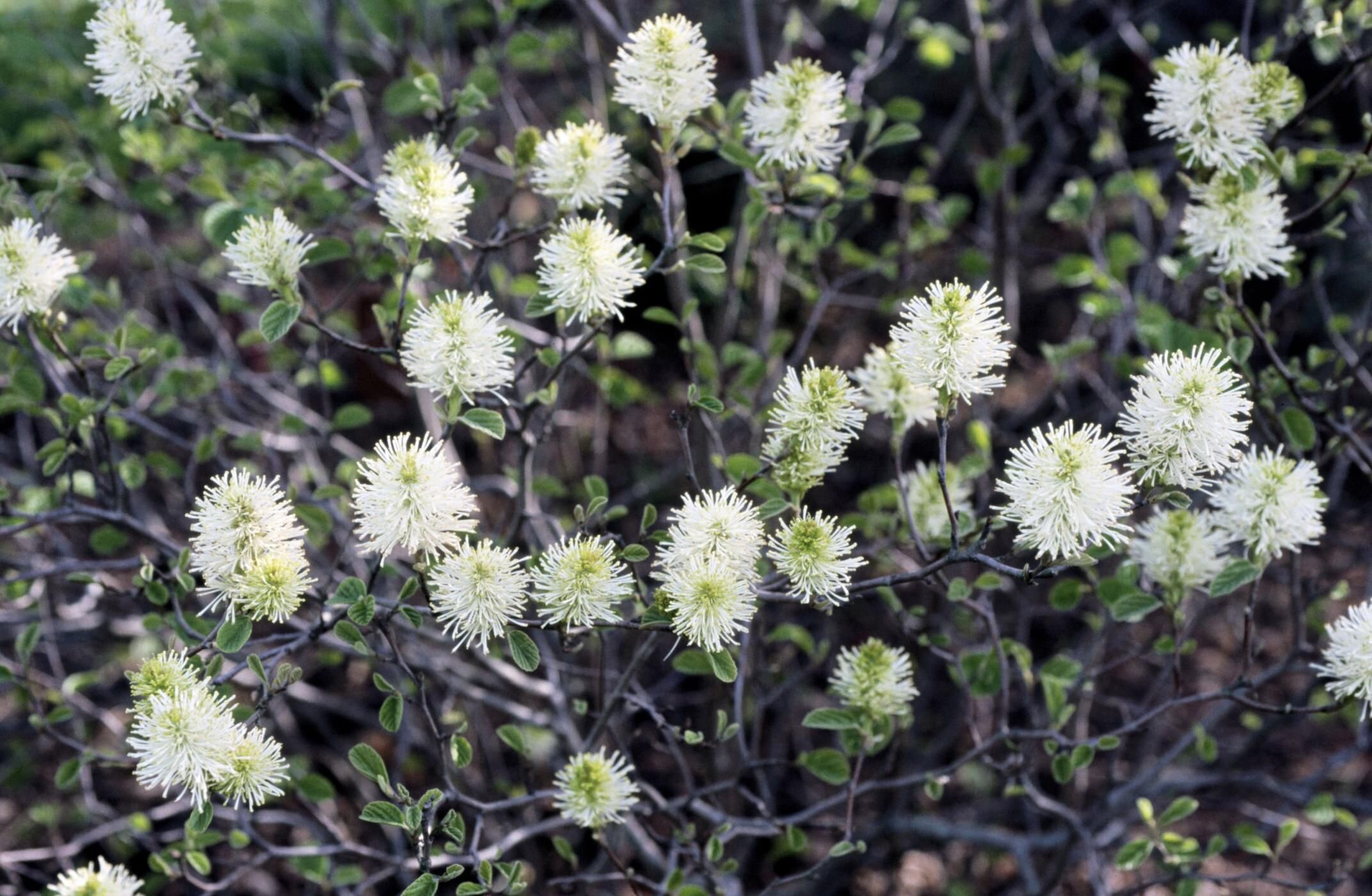 fothergilla flowers.jpg