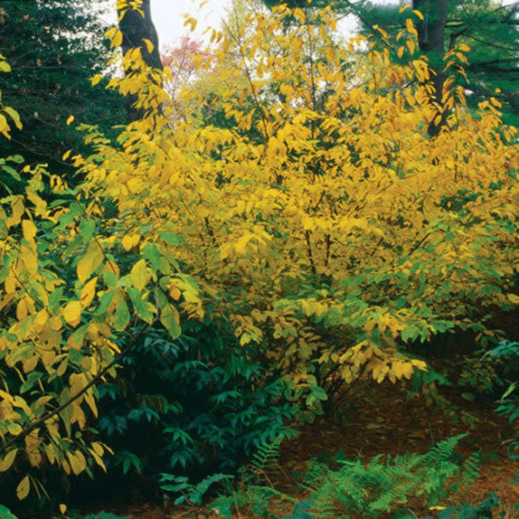 Post Fall Sale Shrubs & Trees Partial Sun/Shade, Wet Soil — Aspetuck