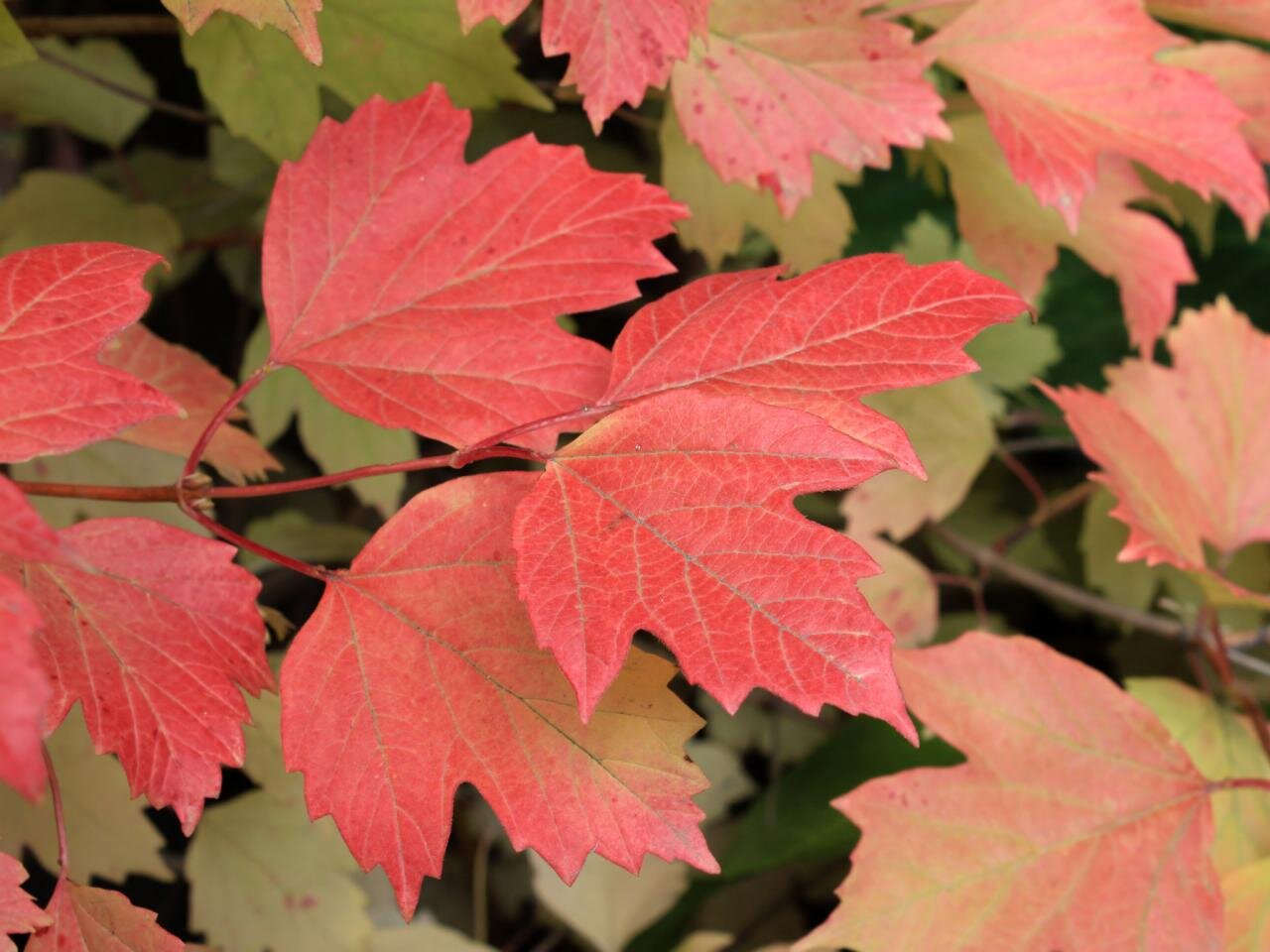maple leaf virburnum fall color.jpeg