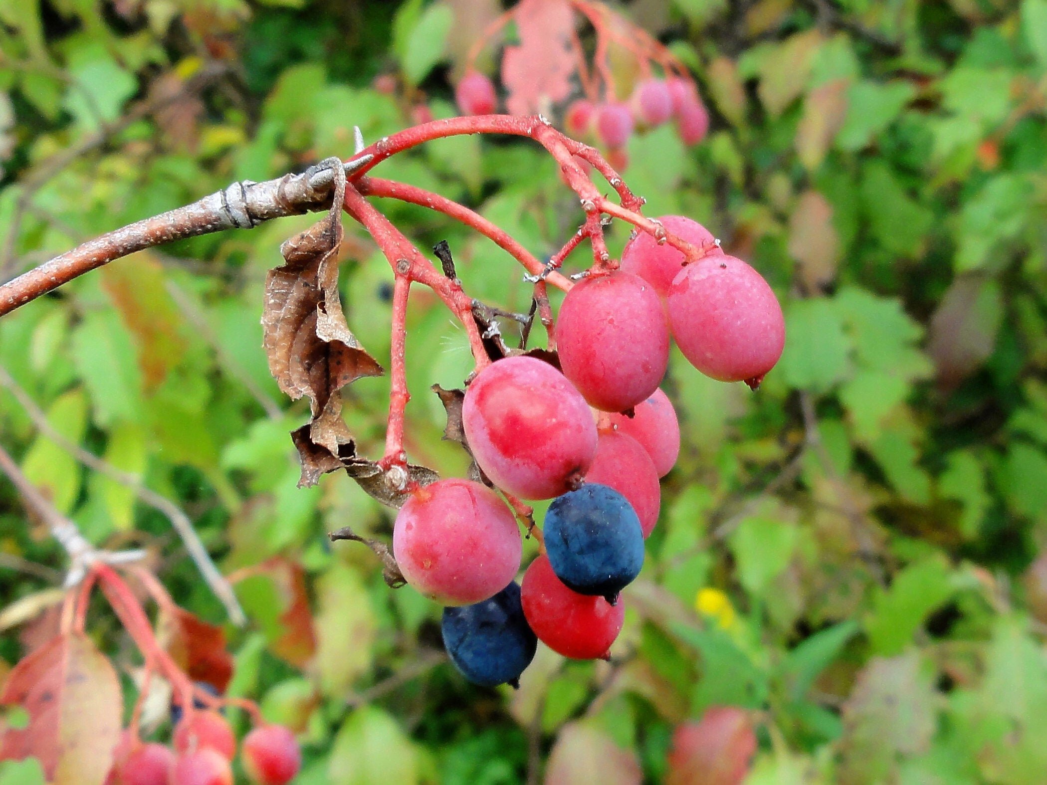 nannyberry berries.jpg