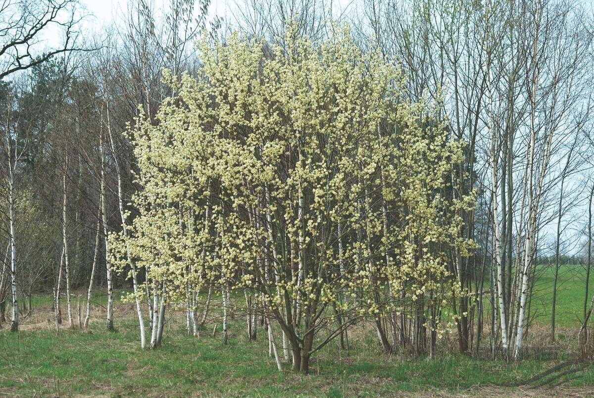 Pussy willow.jpg