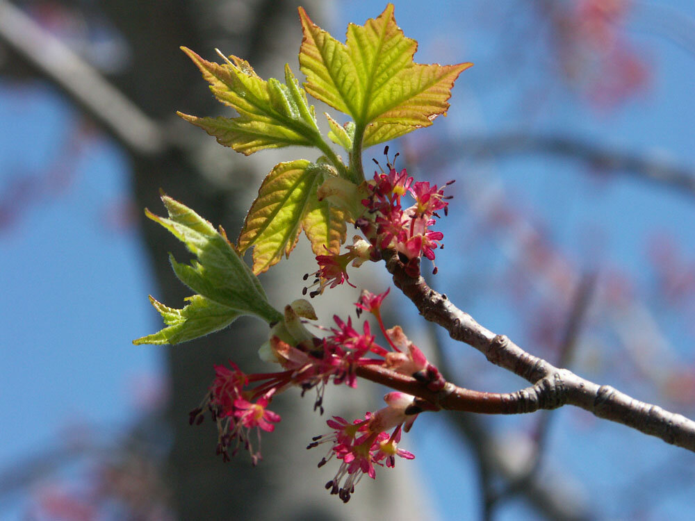 red maple spring acer_rubrum_leafing.jpg