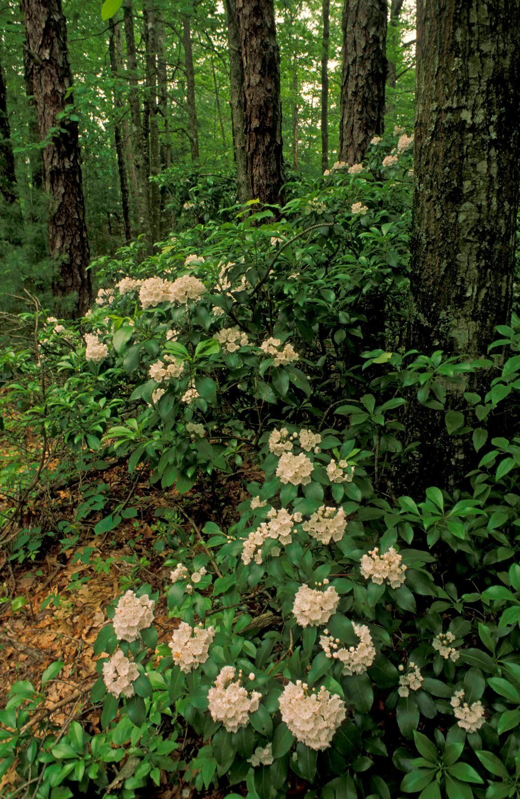 mountain laurel shrub.jpg