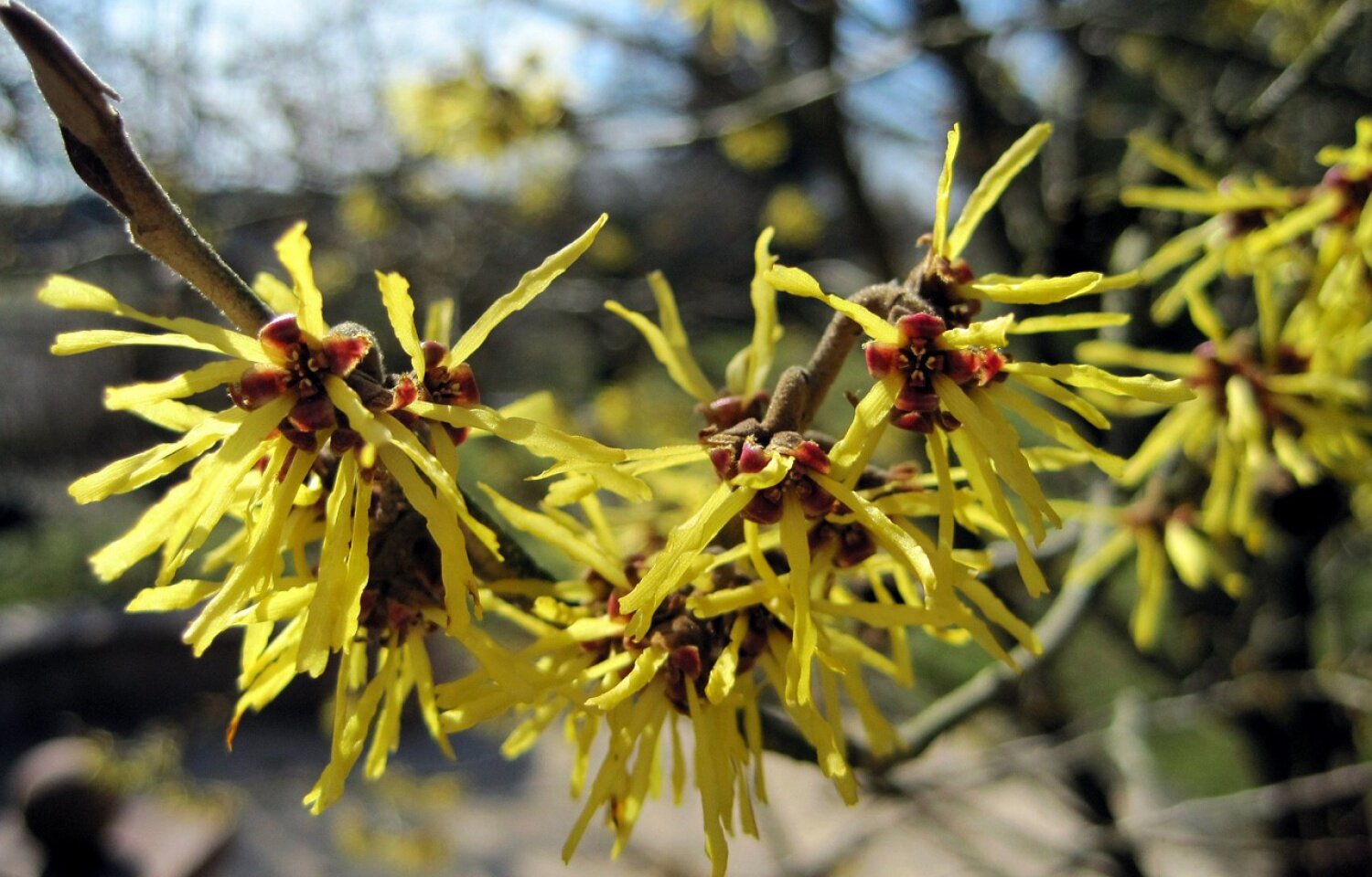 Witch Hazel Bush - Pixabay.jpg