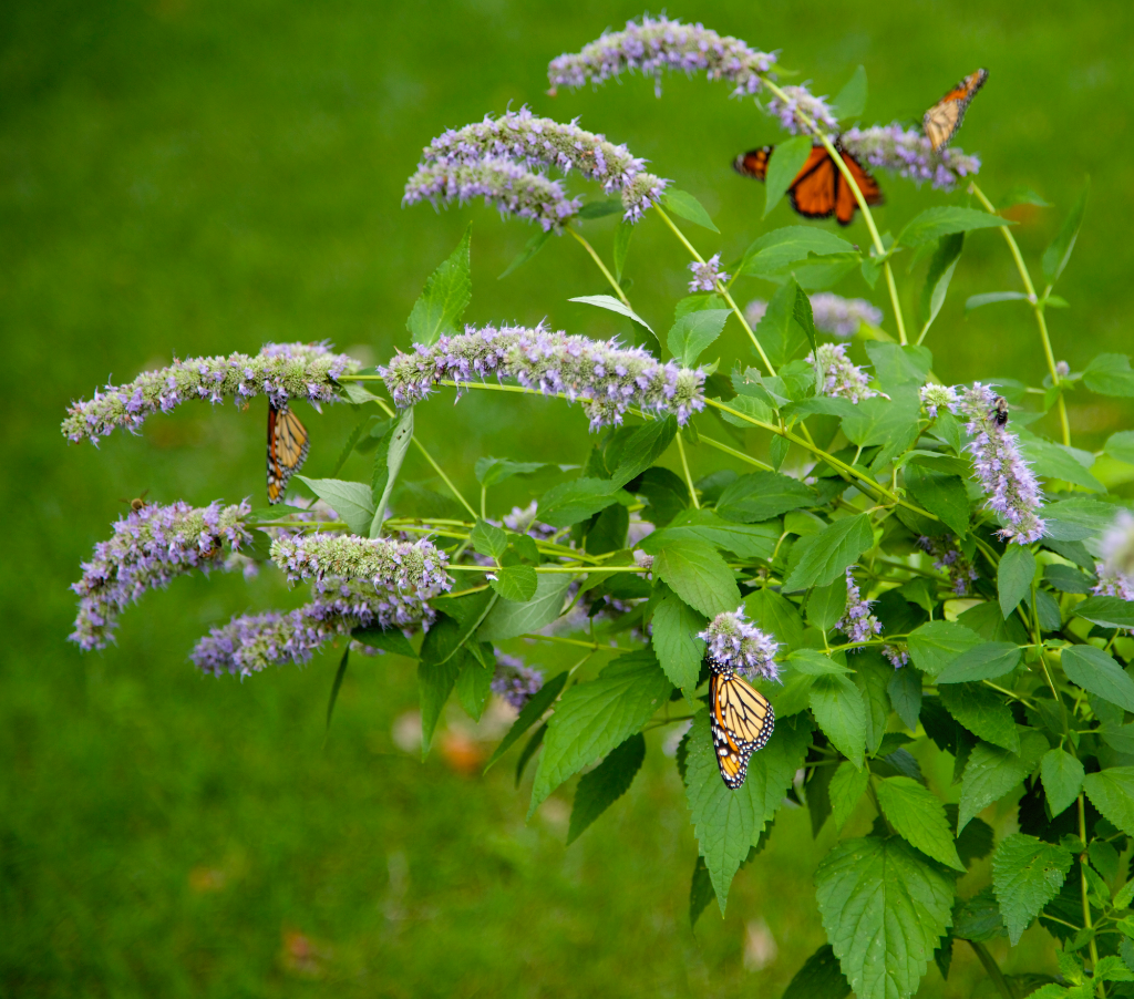 Anise Hyssop with butterflies.png