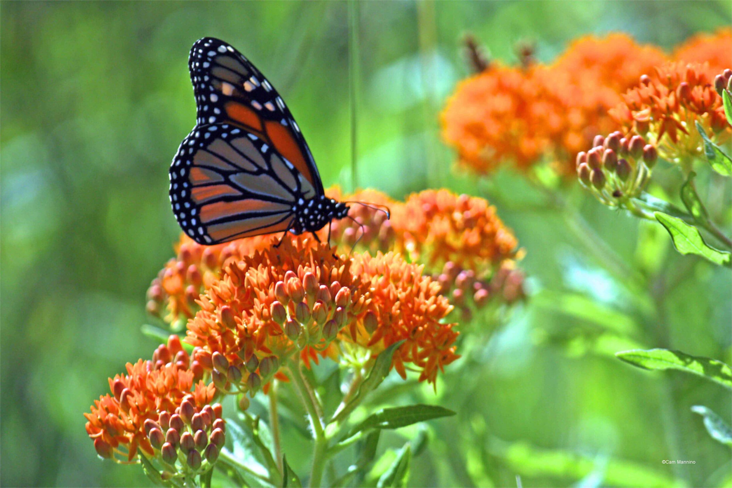HR Butterfly weedmonarch-on-butterfly-weed.jpg