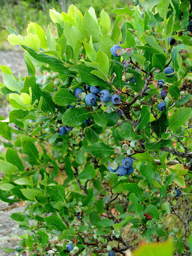 HR Highbush Blueberries.jpg