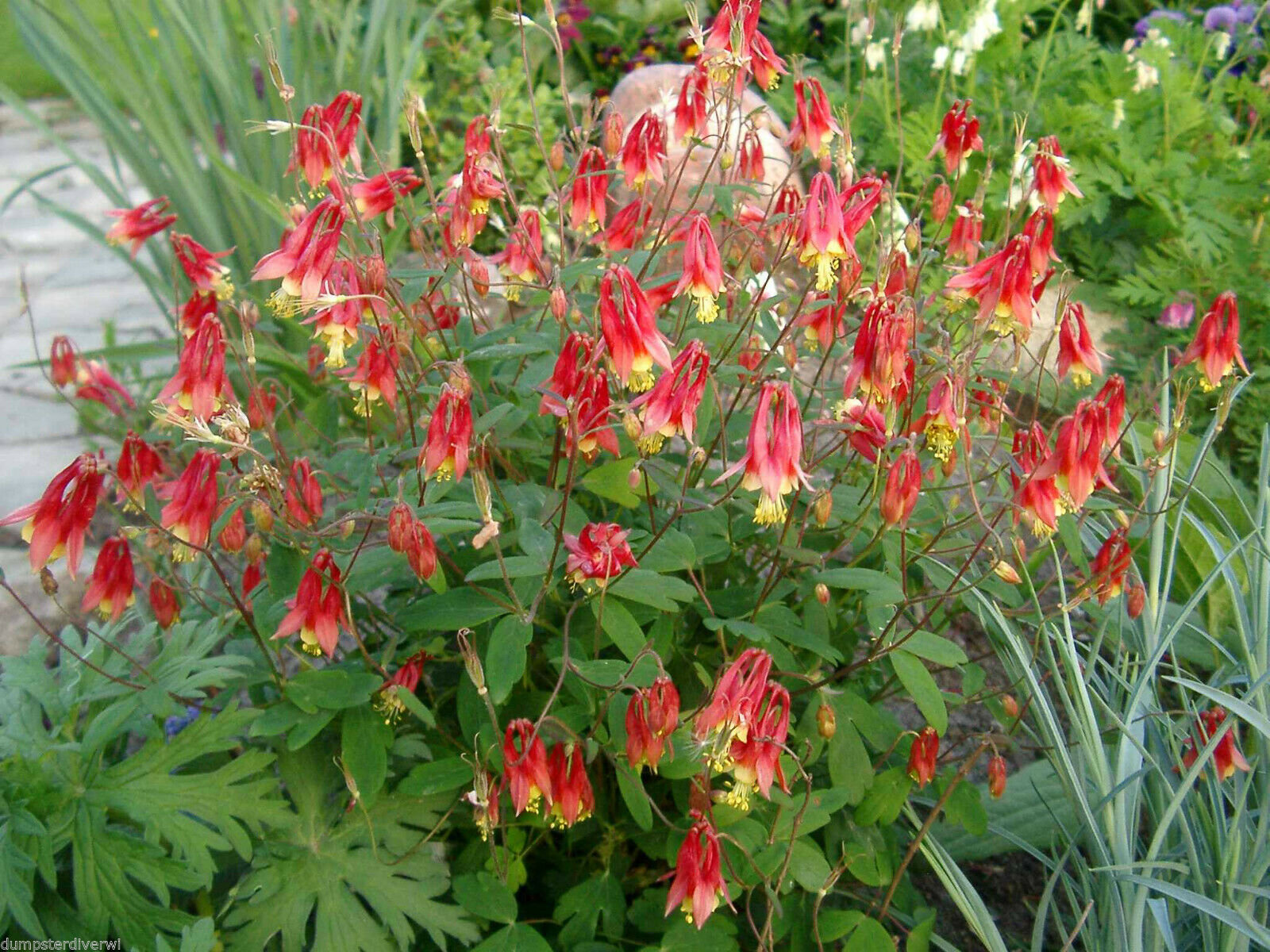 wild columbine.jpg