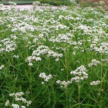 Virginia Mountain Mint 2.jpg