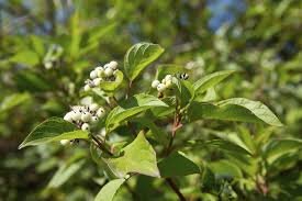 Red Twig Dogwood 1.jpg