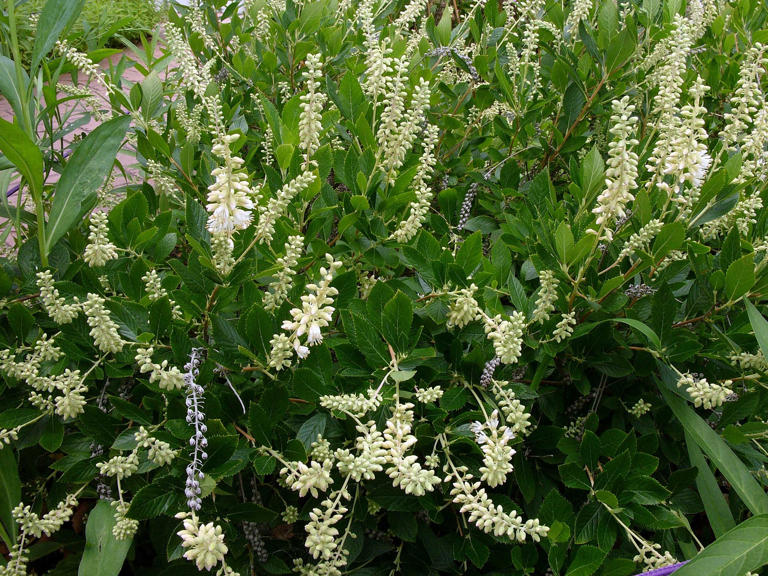 sweet pepperbushclethra_alnifolia_buds_and_opened_fruit_capsules_from_previous_season_july_mmf.jpg