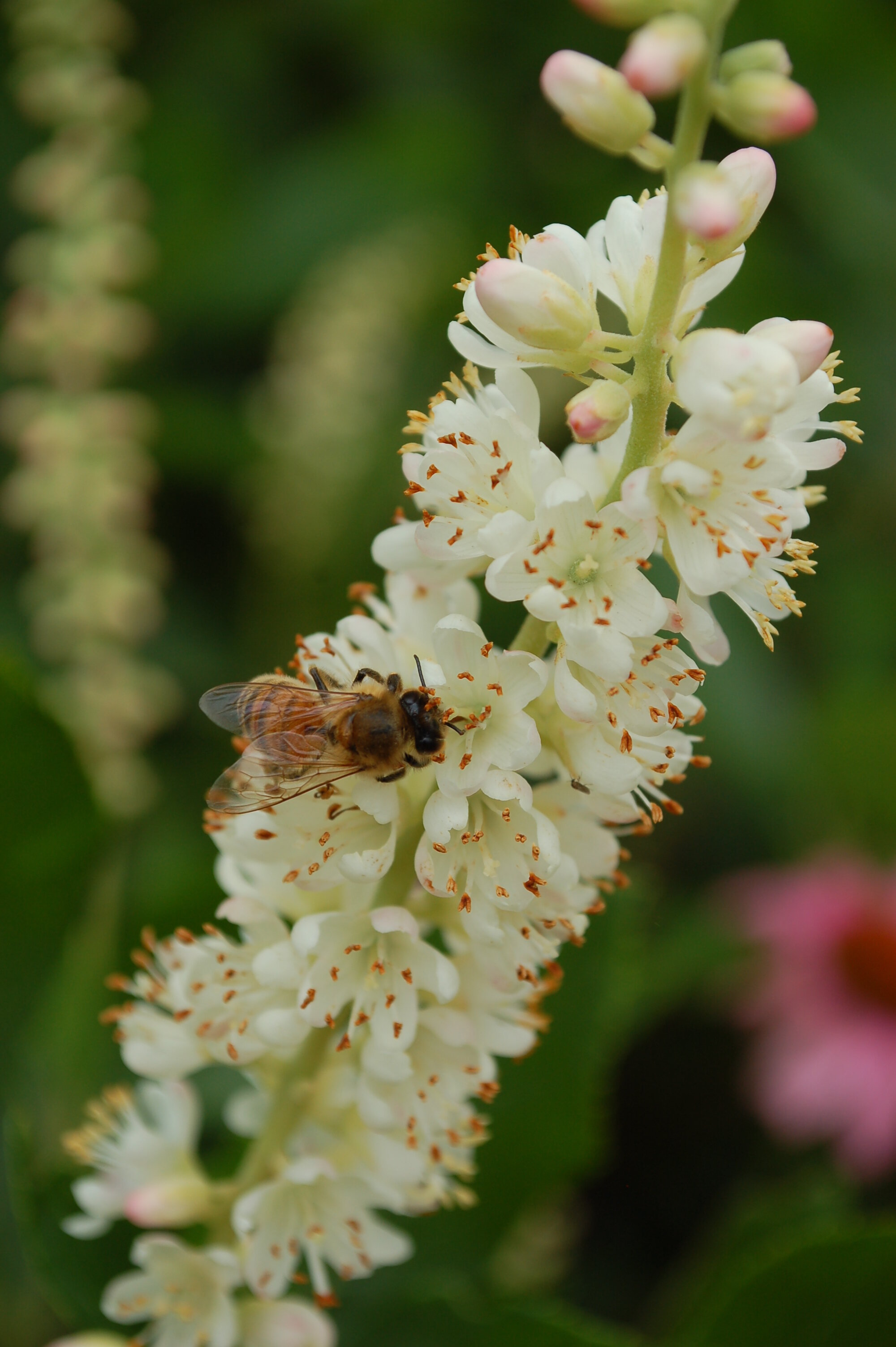 sweet pepperbush.jpeg