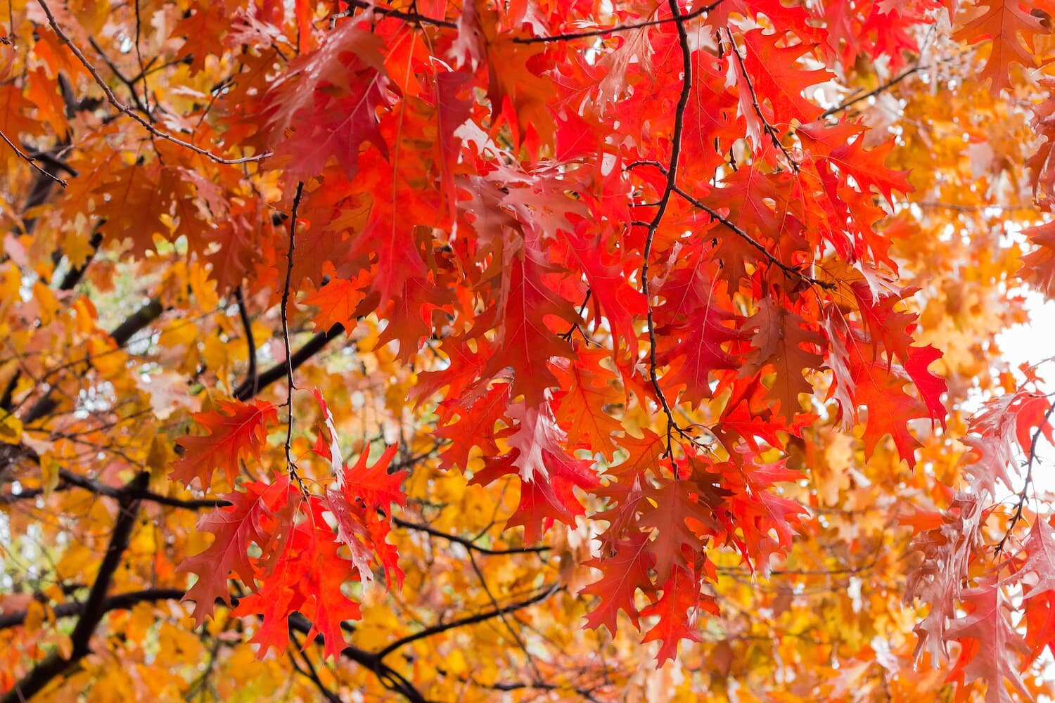 HR northern+red+oak+leaves+in+autumn.jpg
