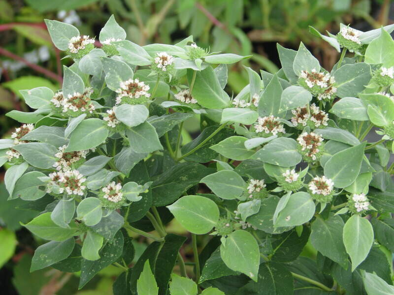 pycnanthemum-muticum-14945847337.jpg