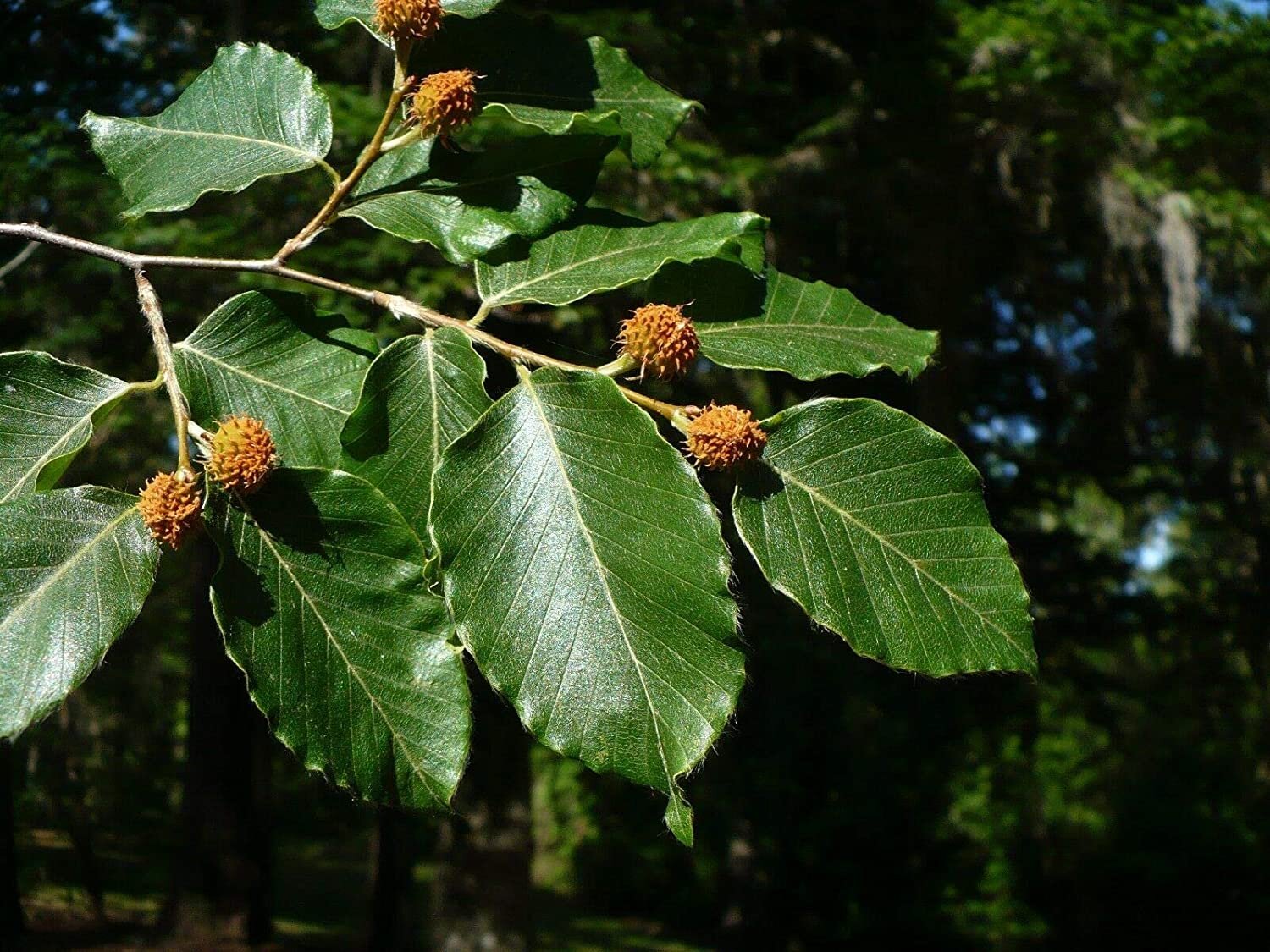 HD Beech leaf and catkins.jpg