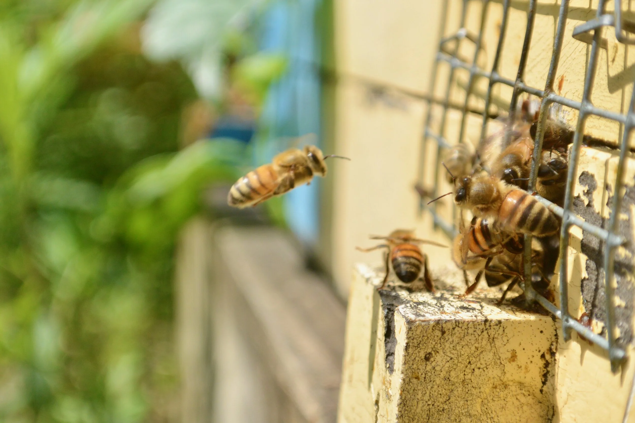 How a CT beekeeper’s work could strengthen colonies