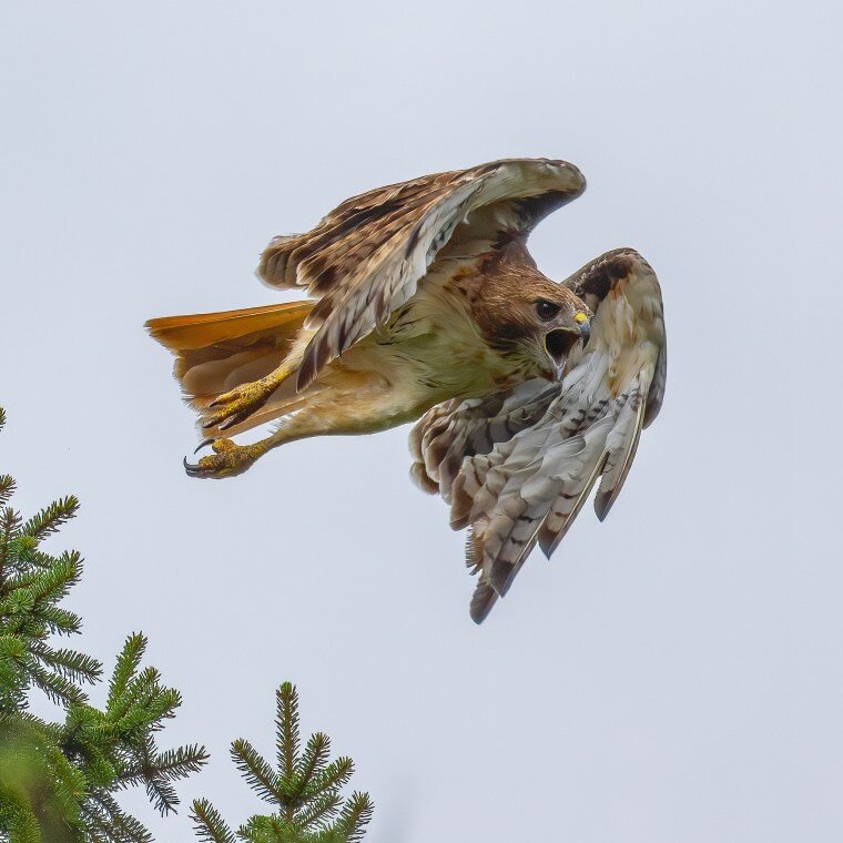 Outdoor Interpretive Sign: Birds of Prey, Guide, Bald Eagle, Osprey,  Red-tailed Hawk, Kestrel, Turkey Vulture, Great Horned Owl, in Birds of Prey  & Raptors Series: #081-2020-01F-16118 — Pulse Design Outdoor Interpretive  Signs