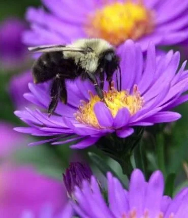 Places for Pollinators:   Native Plant Center Virtual Spring Conference  