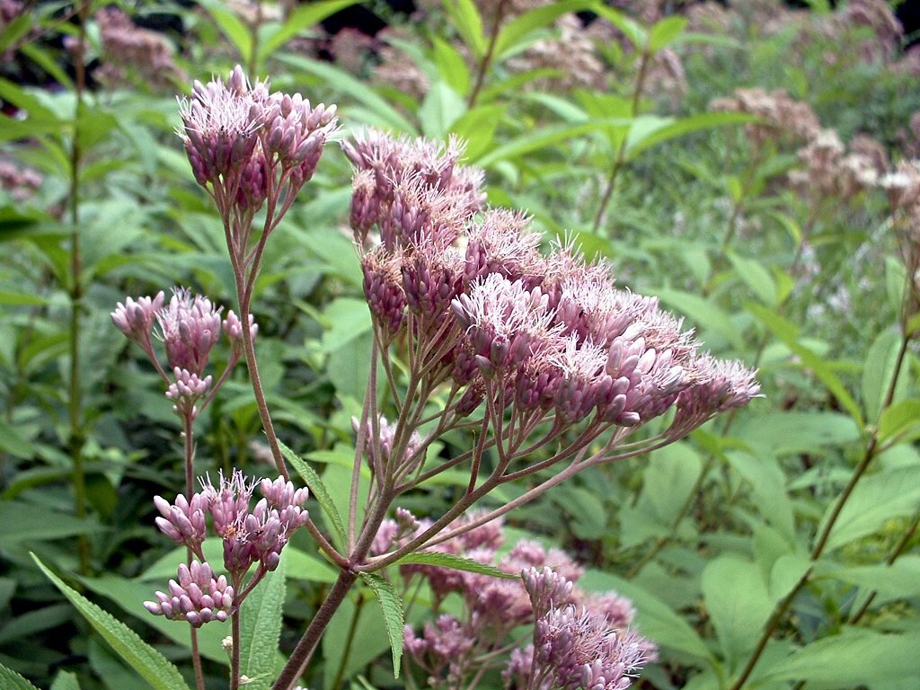 Spotted Joe Pye Weed  Eutrochium maculatum.jpeg