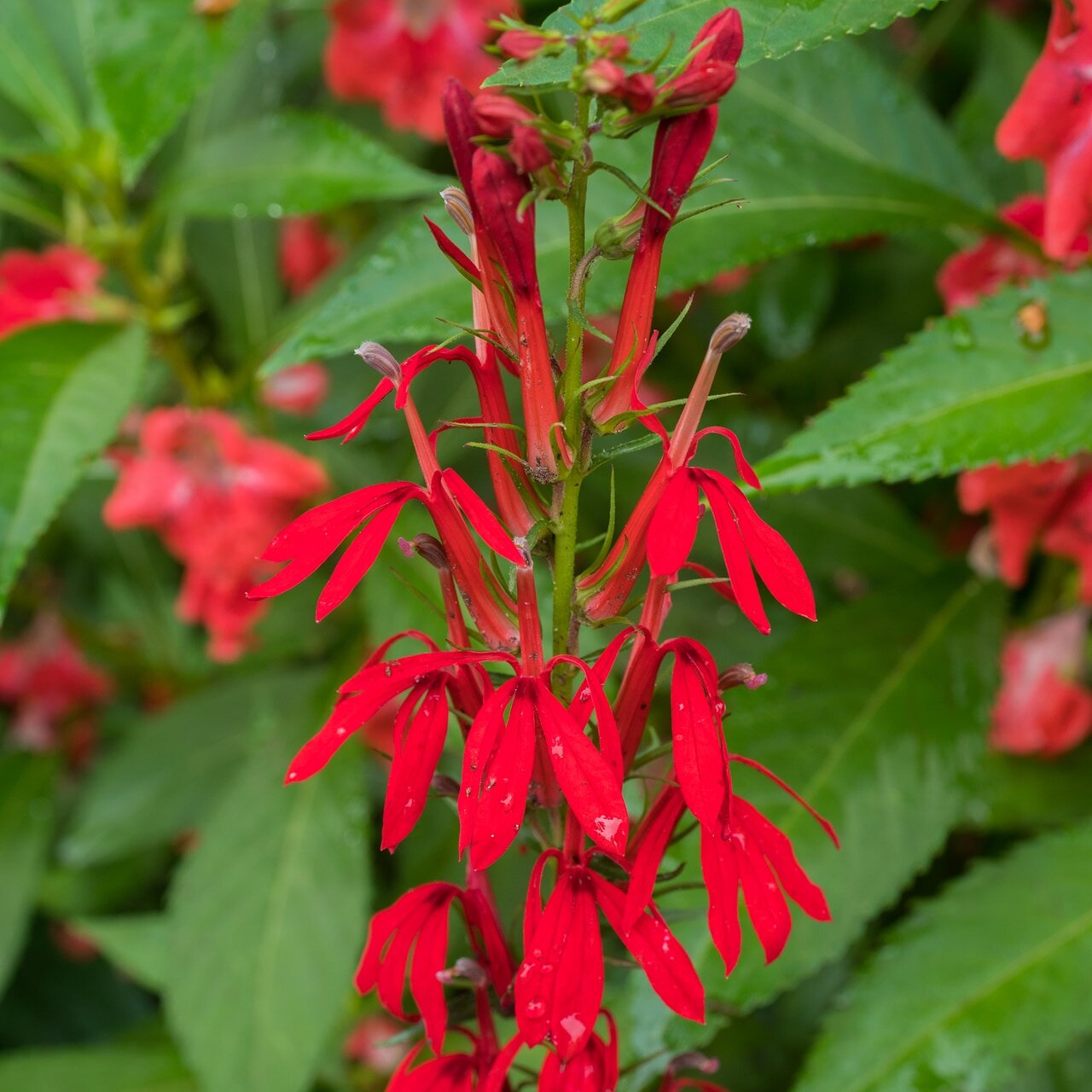 Red Cardinal Flower Lobelia cardinalis.jpeg