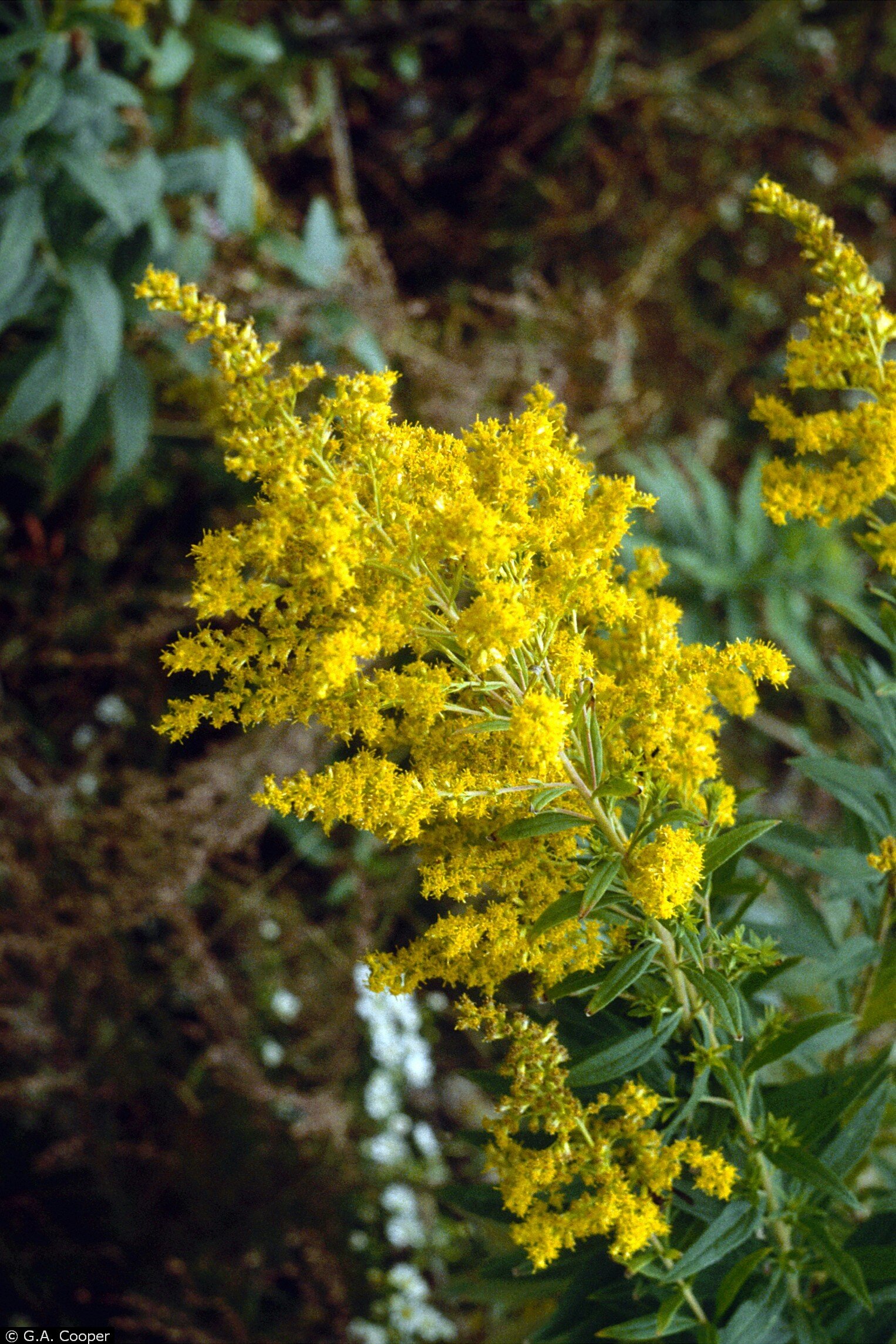 Showy Goldenrod Solidago speciosa.jpeg