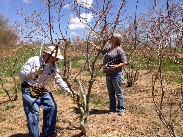 Blueberry Pruning April 17th