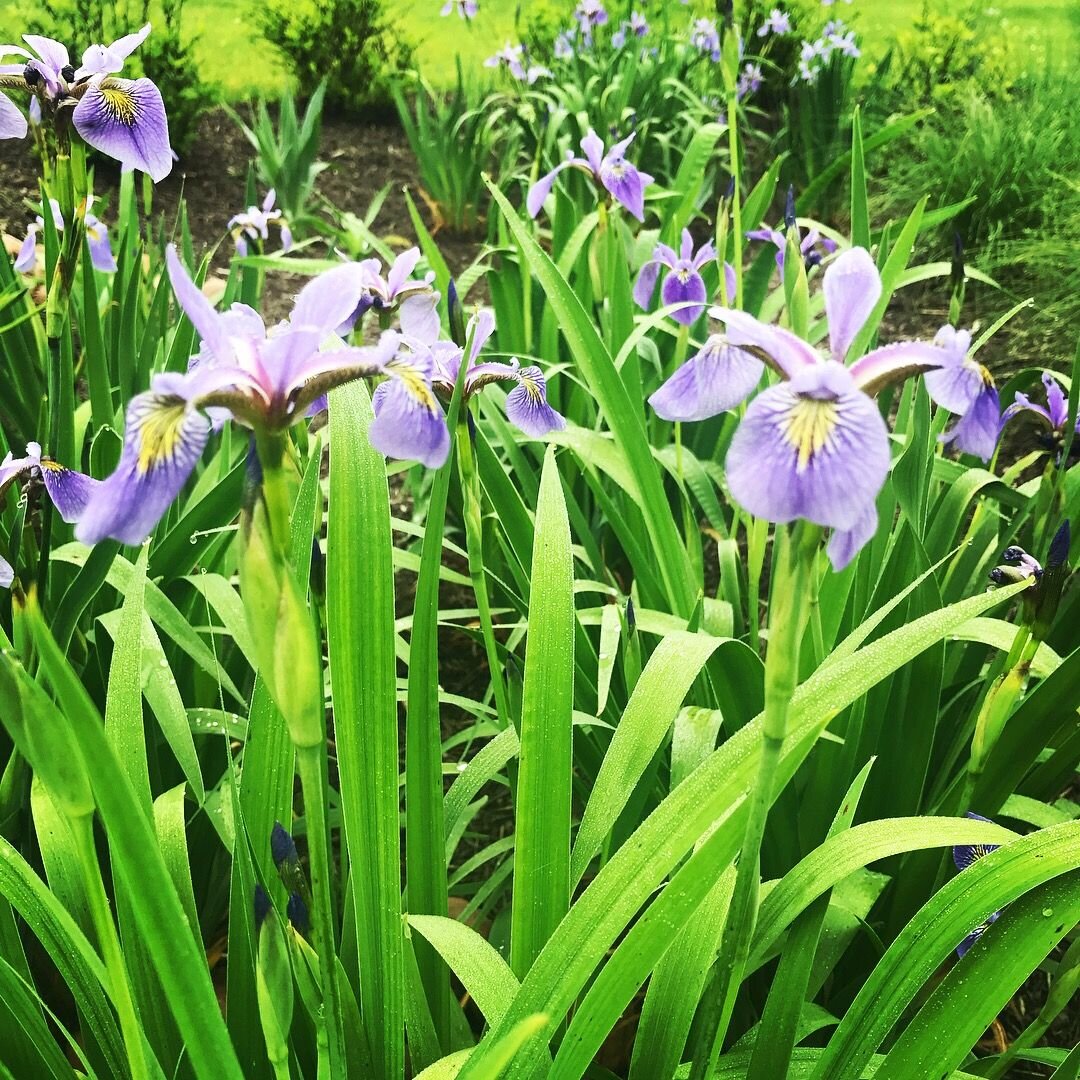 Blue Flag Iris Iris versicolor.jpeg