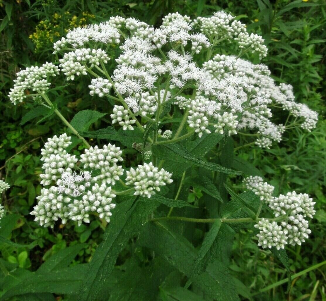 Boneset.jpeg