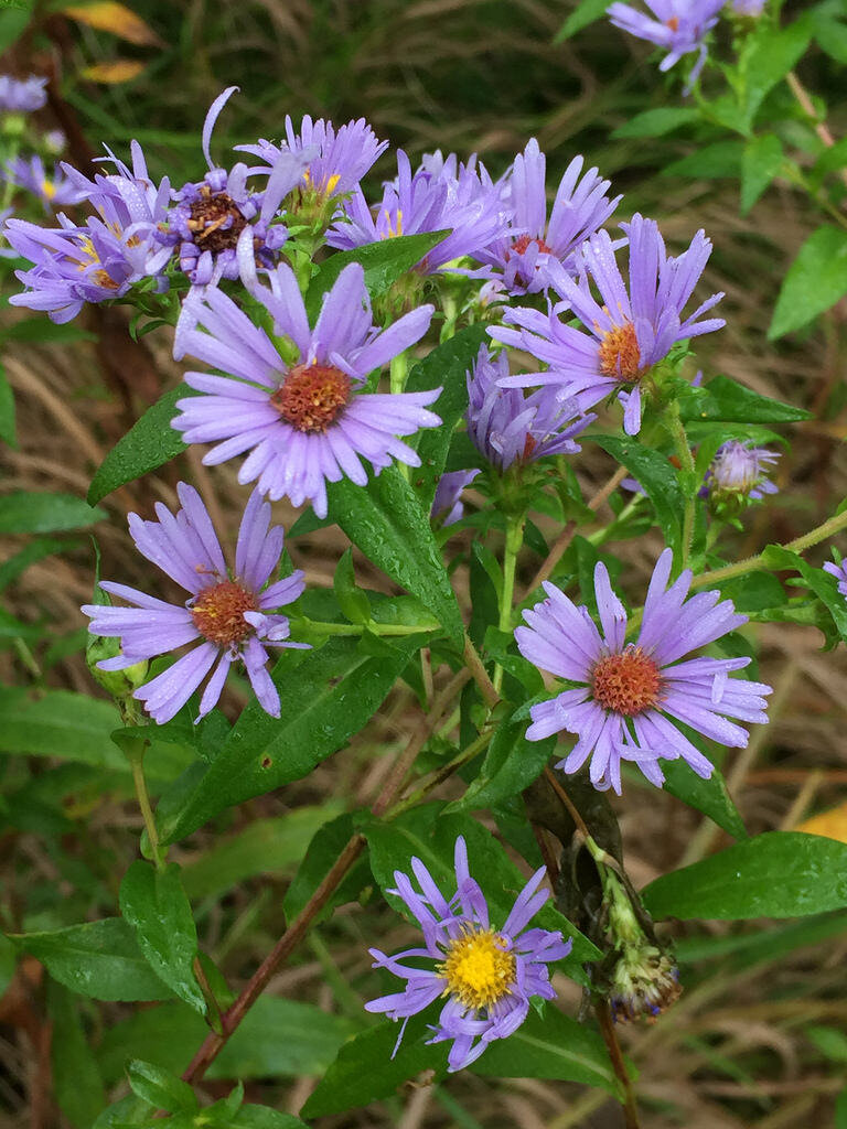 Purple Stem Aster, Symphyotrichum puniceun.jpeg