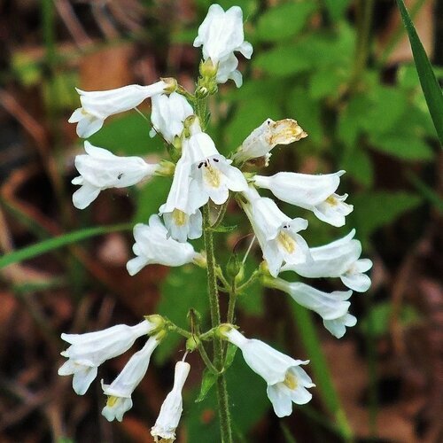 Beardtongue+-+Penstemon+digitalis.jpeg