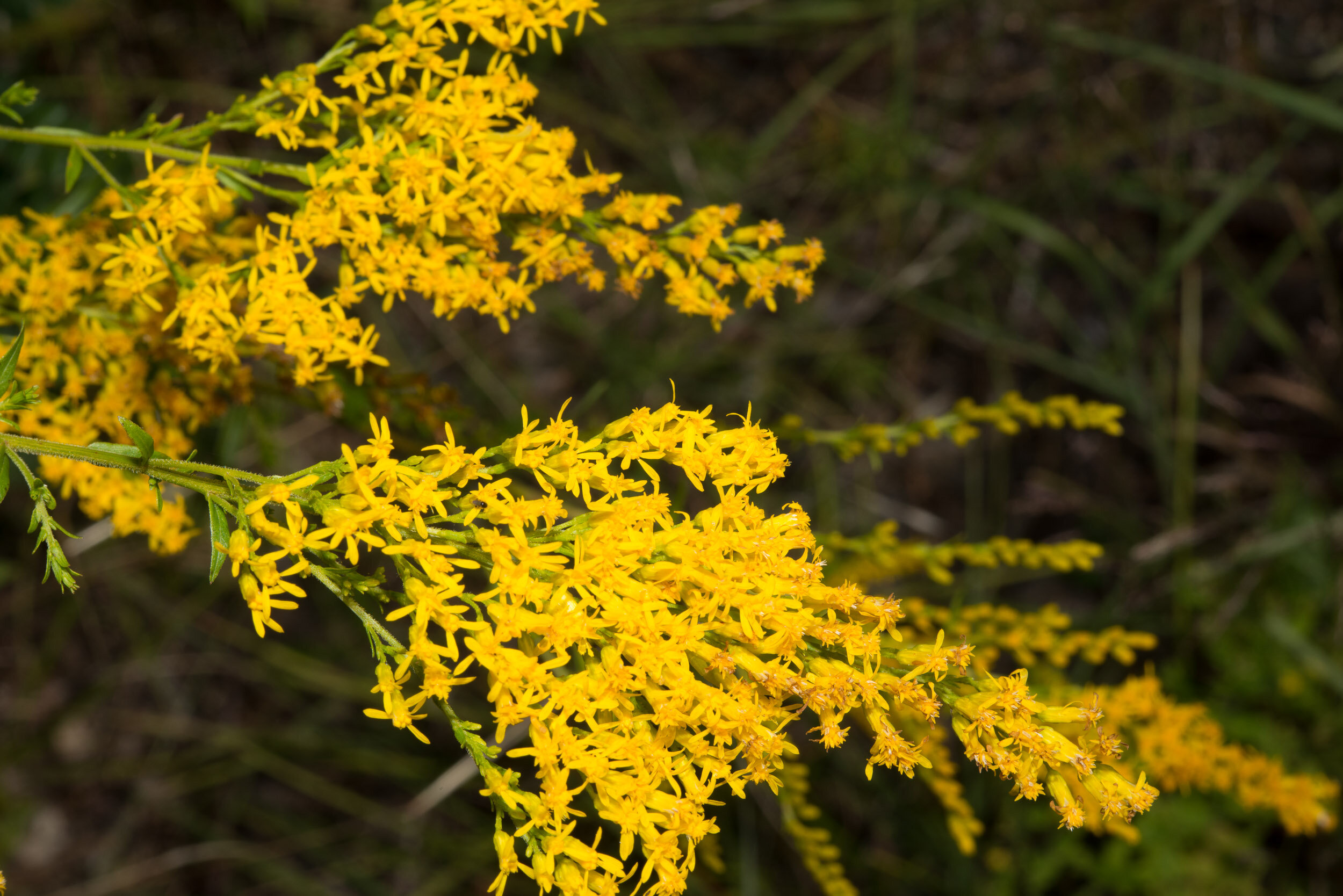 SweetGoldenrodSolidago_odora-EA0426B0AB.jpg