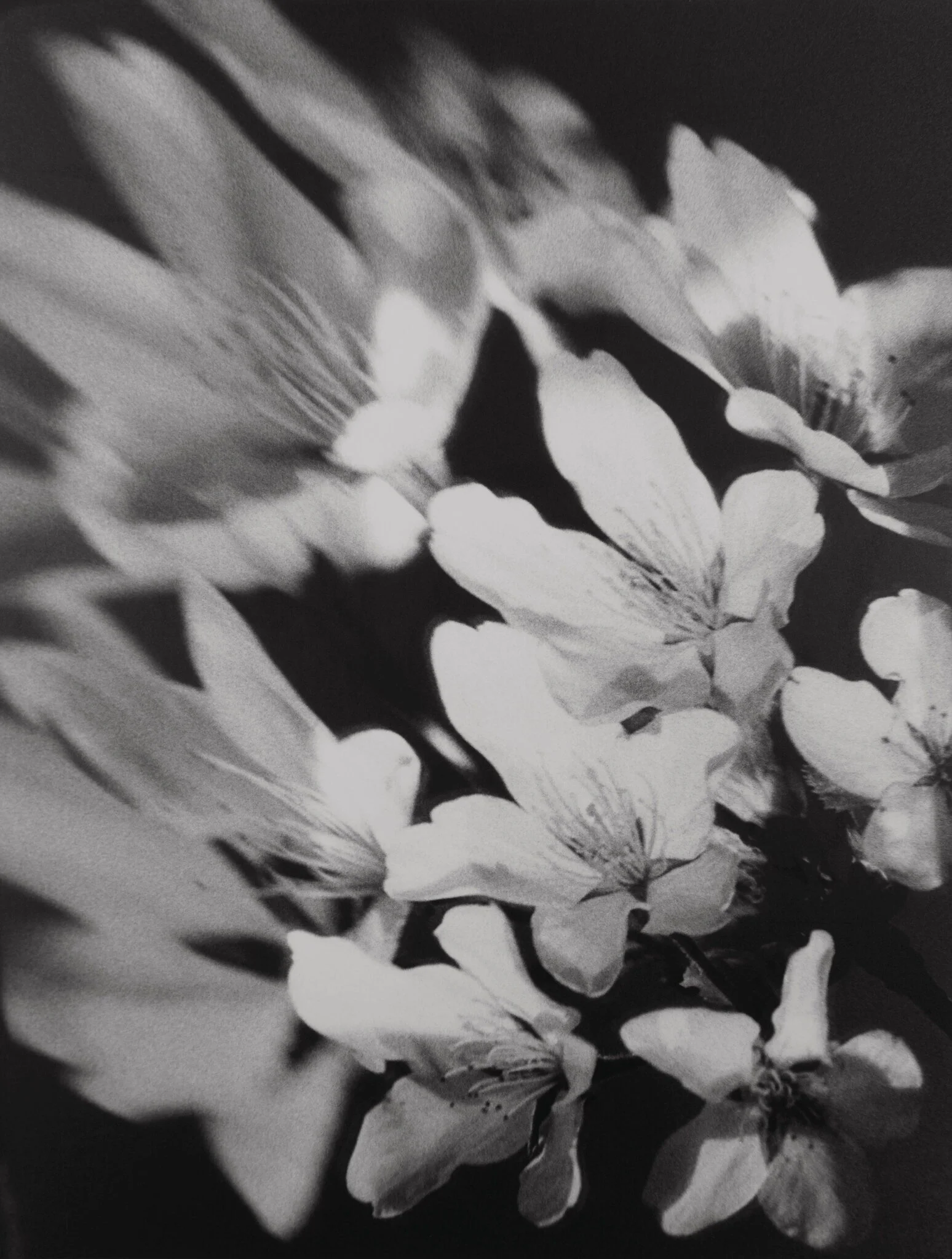 What You May Not Know About Those April Flowers