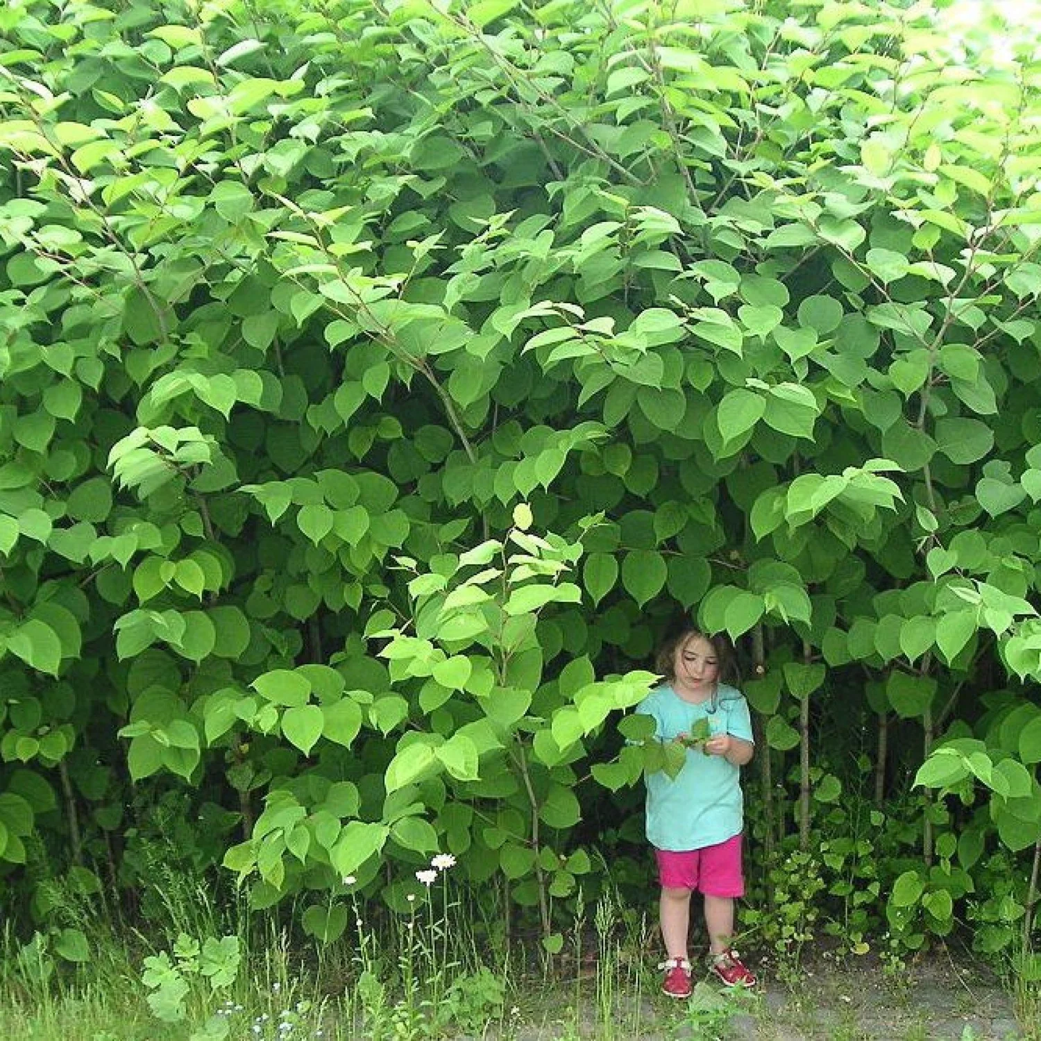 Can Dogs Take Japanese Knotweed